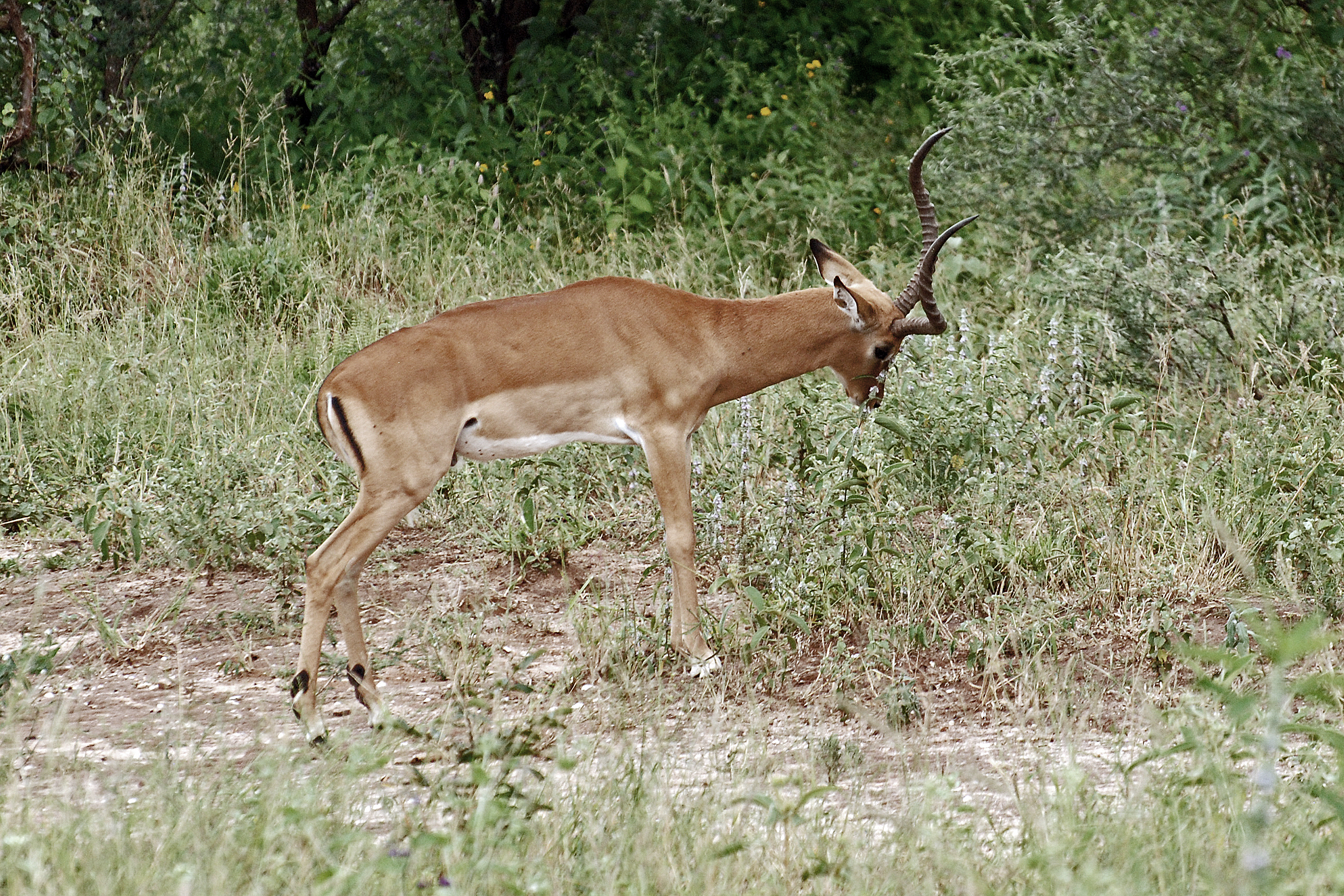 Tarangire 2012 05 27 2013 (7468499870)