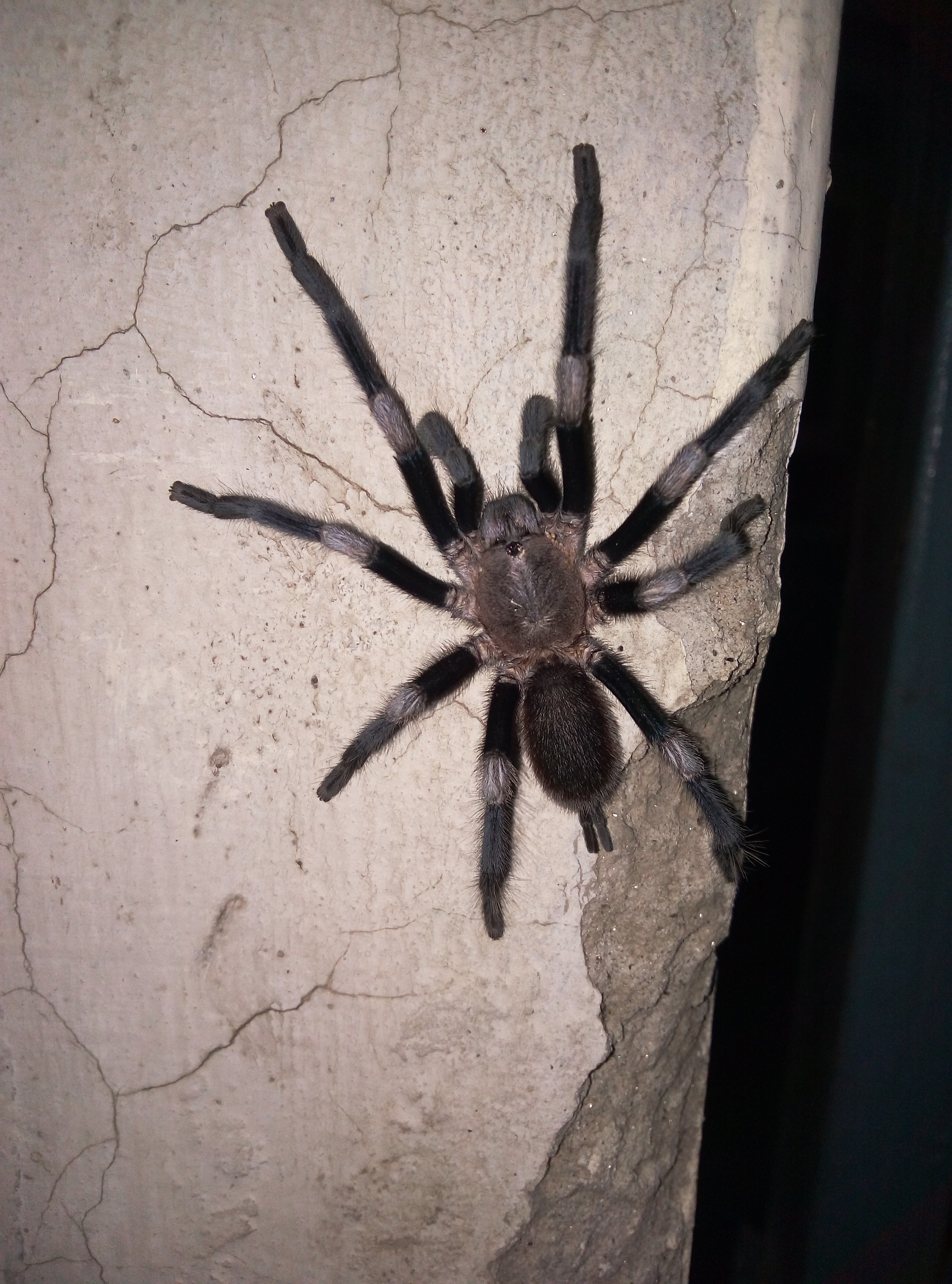 Tarantula of Himachal Pradesh