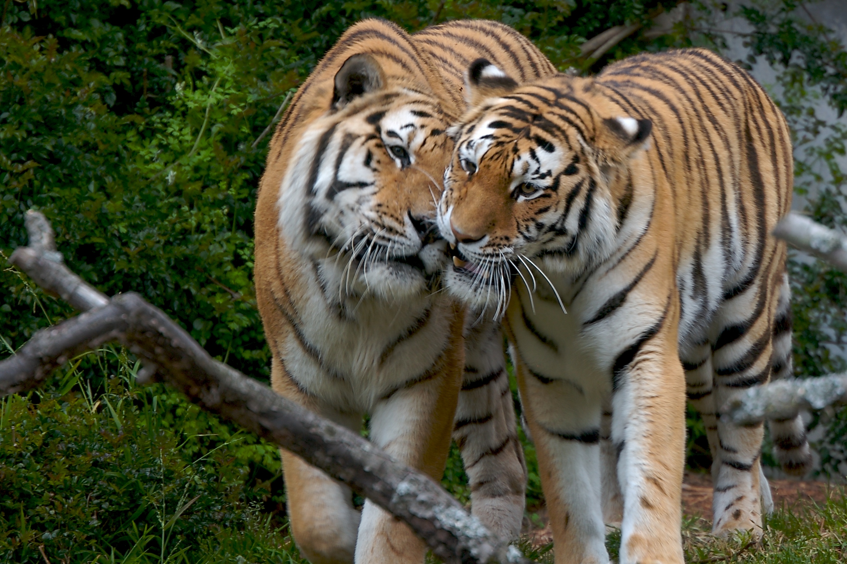 Tatiana and Tony, San Francisco Zoo (468173507)