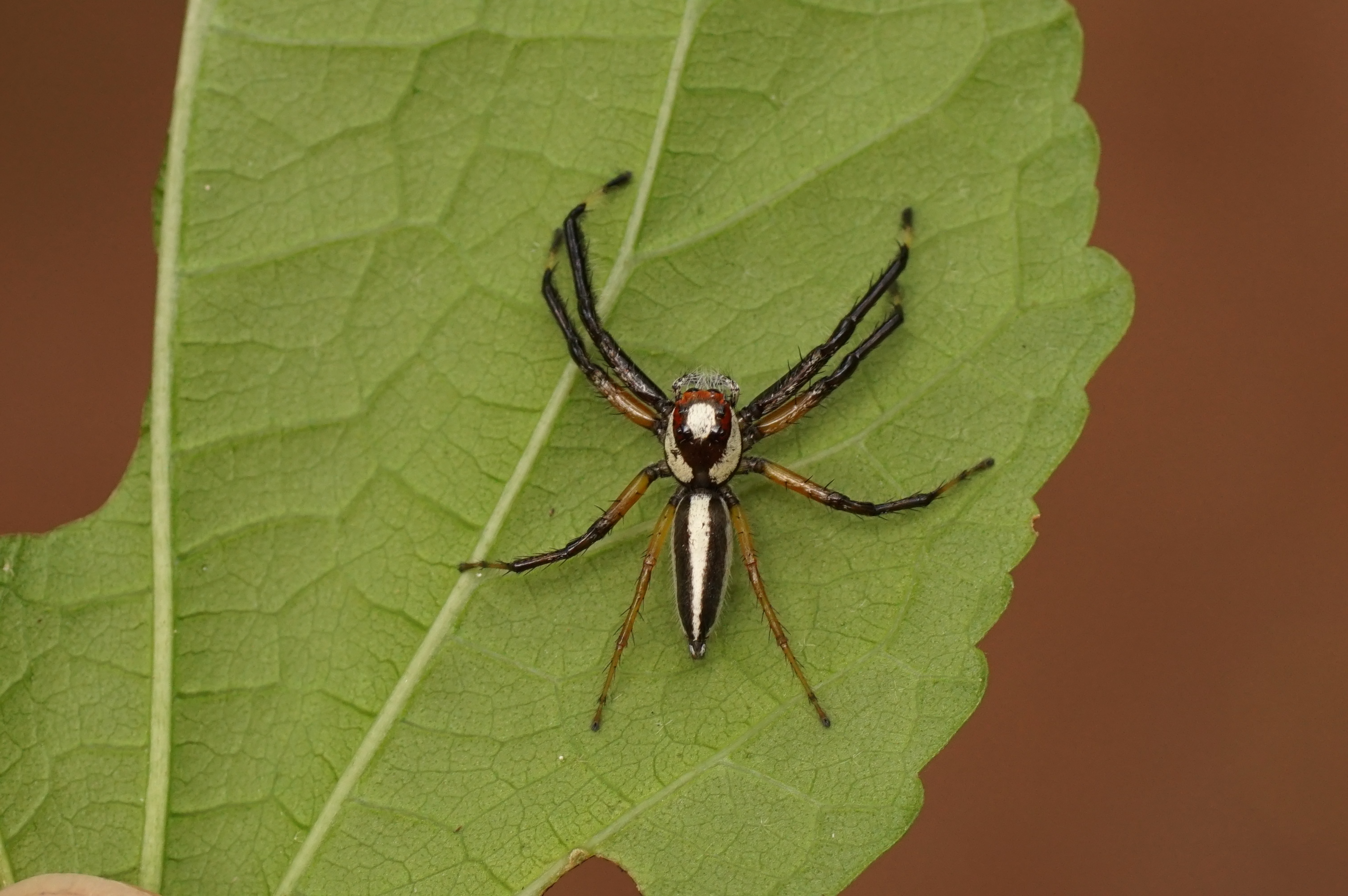 Telamonia dimidiata 08244
