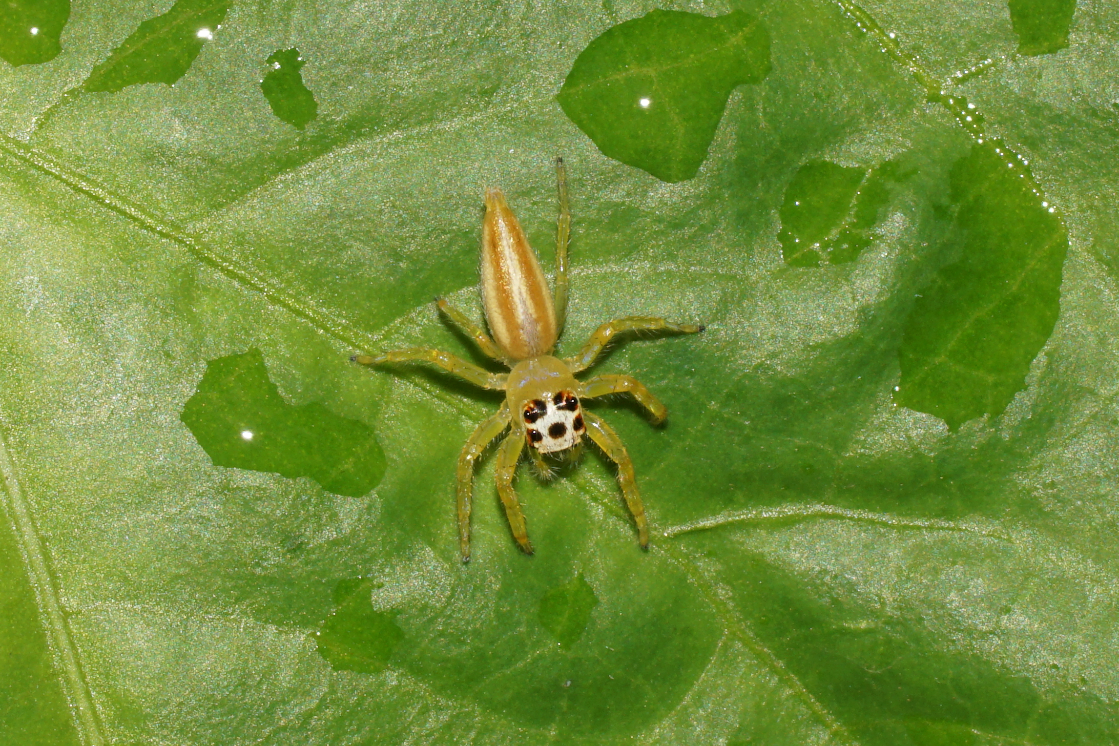 Telamonia dimidiata female (♀) 02818