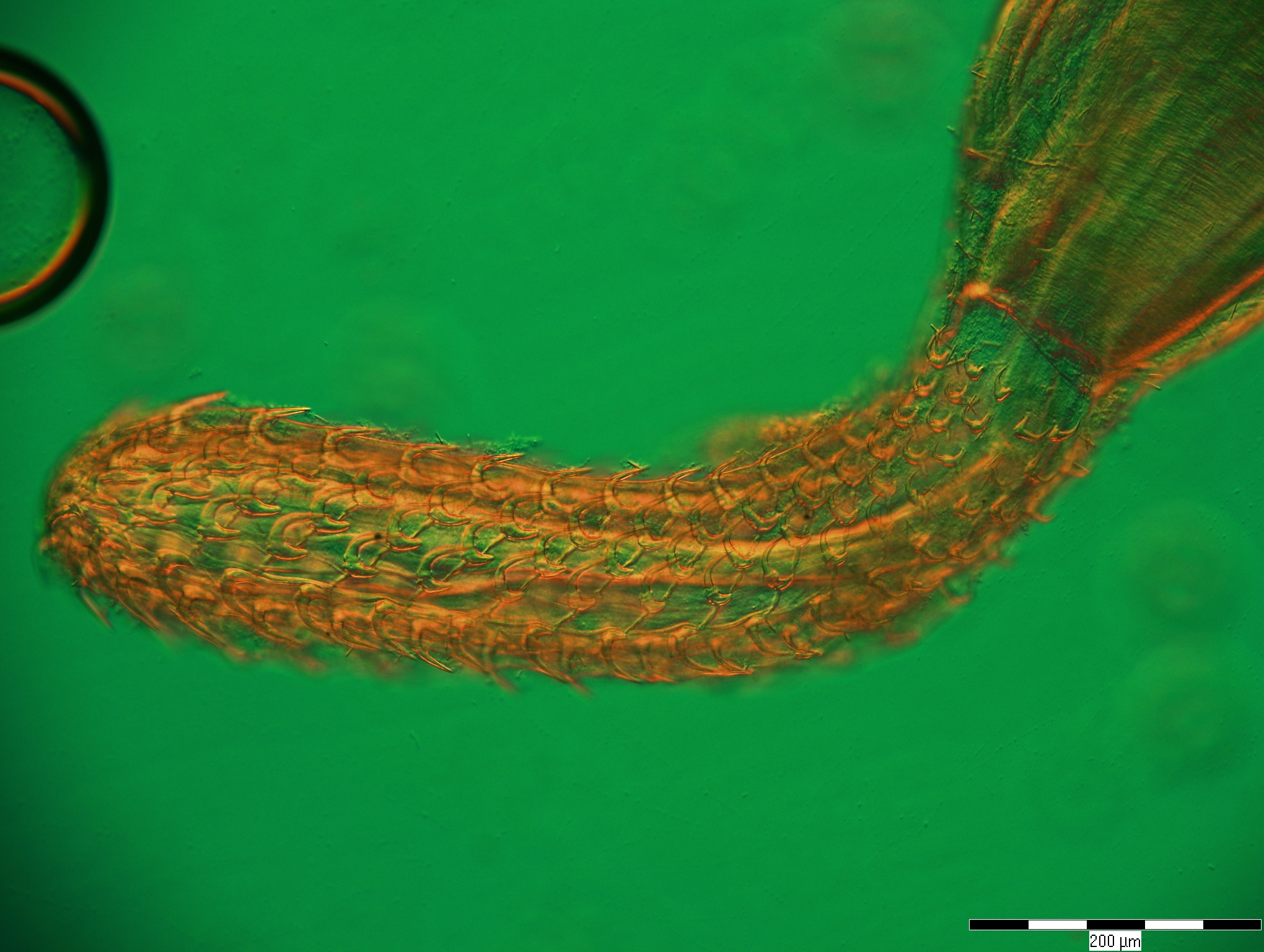 Telosentis proboscis, Ukraine