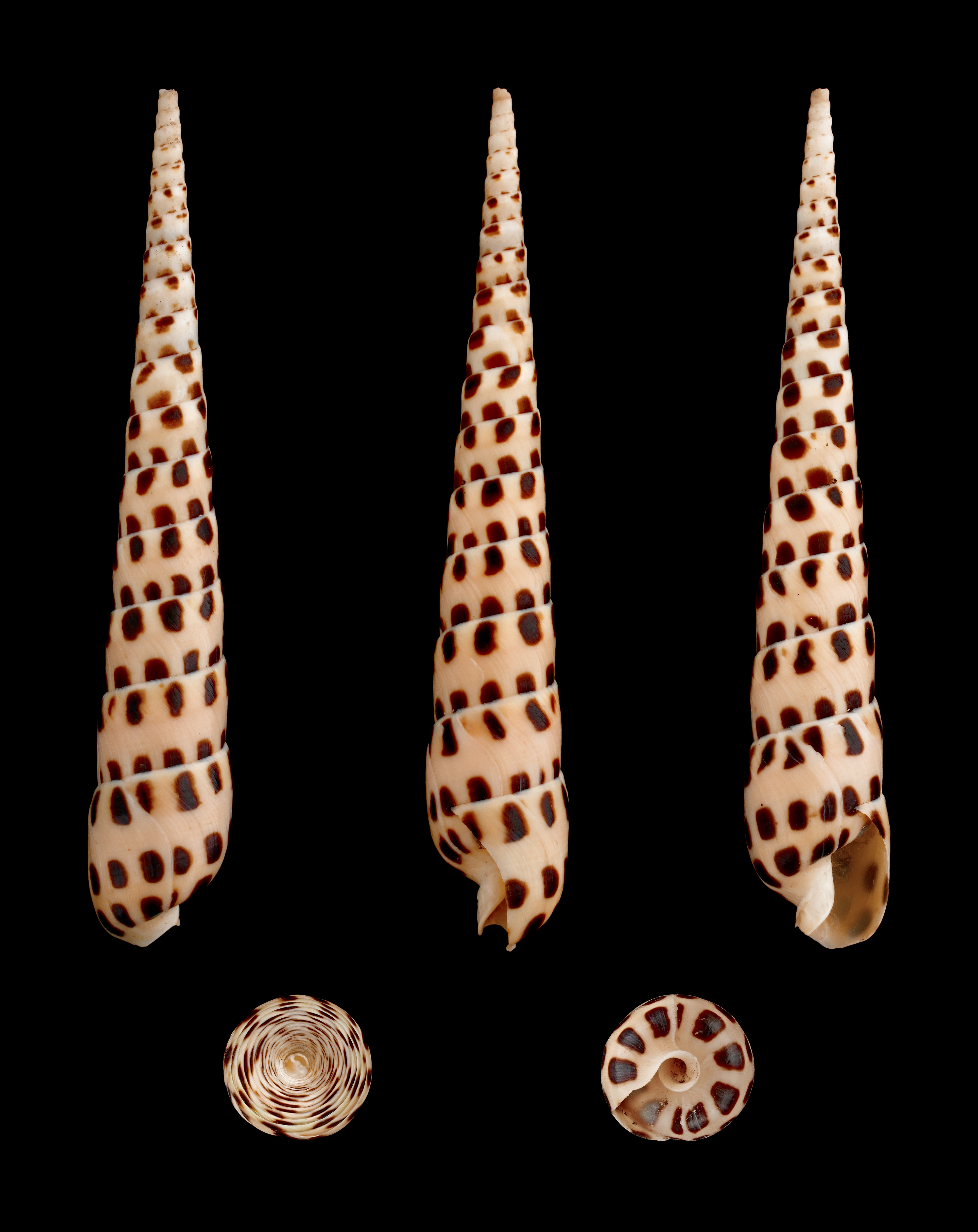 Terebra subulata 01
