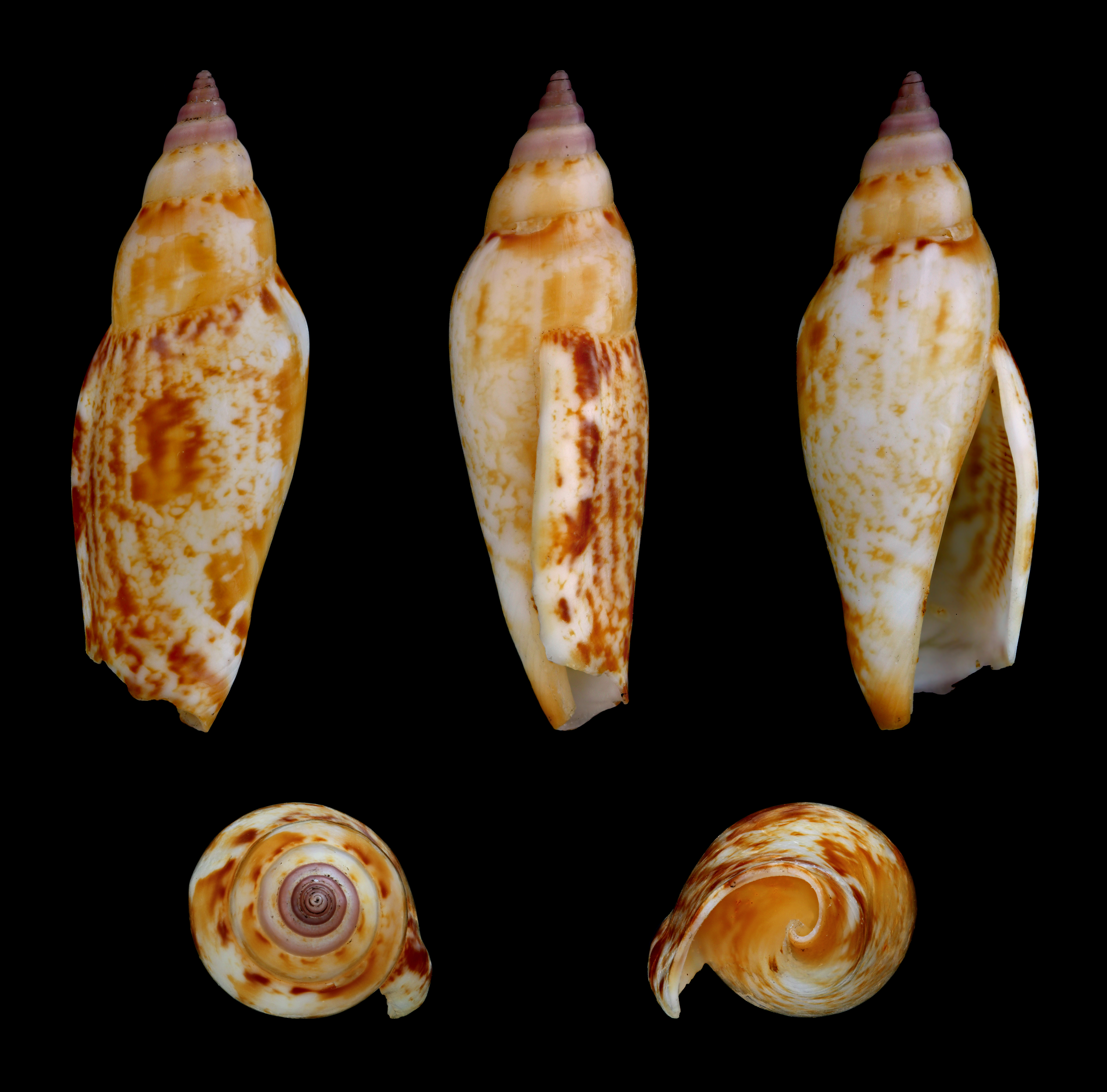 Terestrombus terebellatus 01