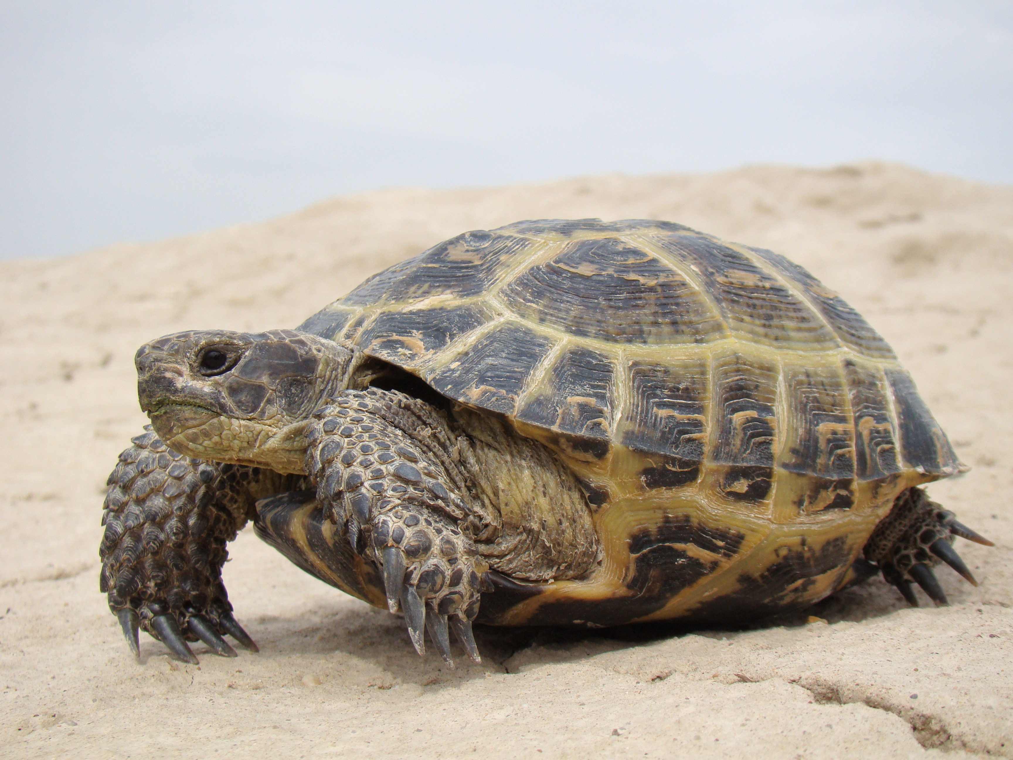 Testudo horsfieldii; Baikonur 001