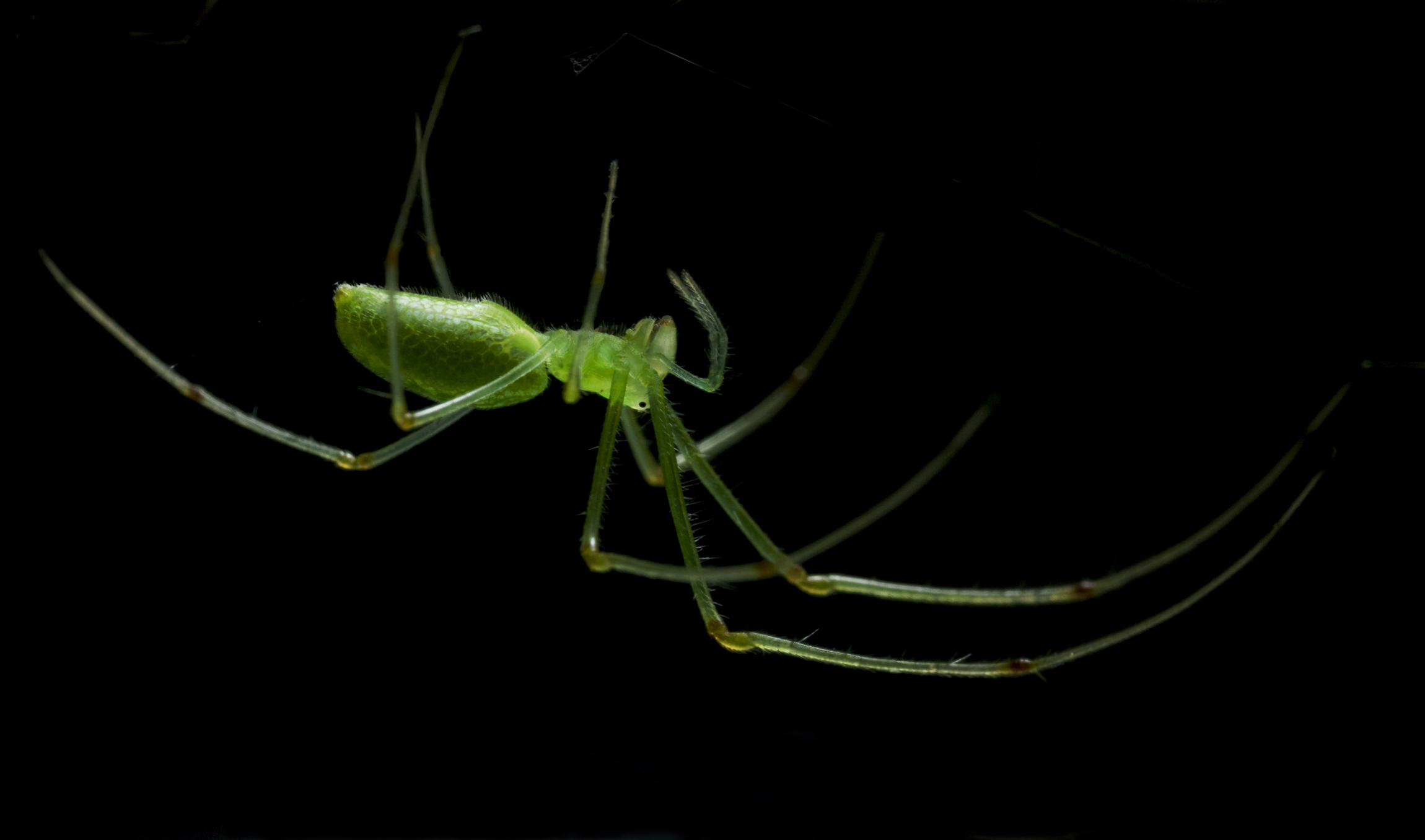 Tetragnatha squamata 0907