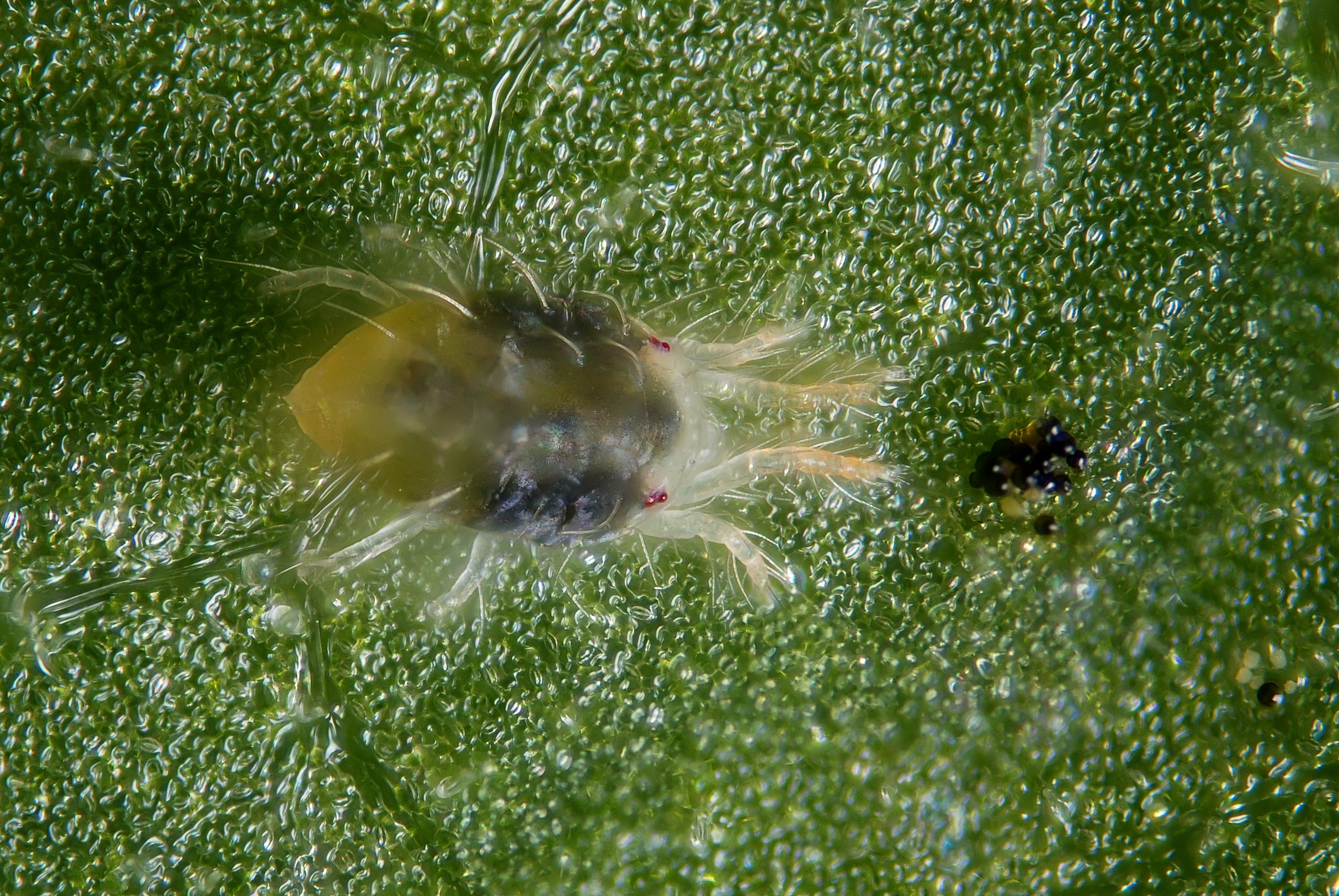Tetranychus urticae (4884160894)