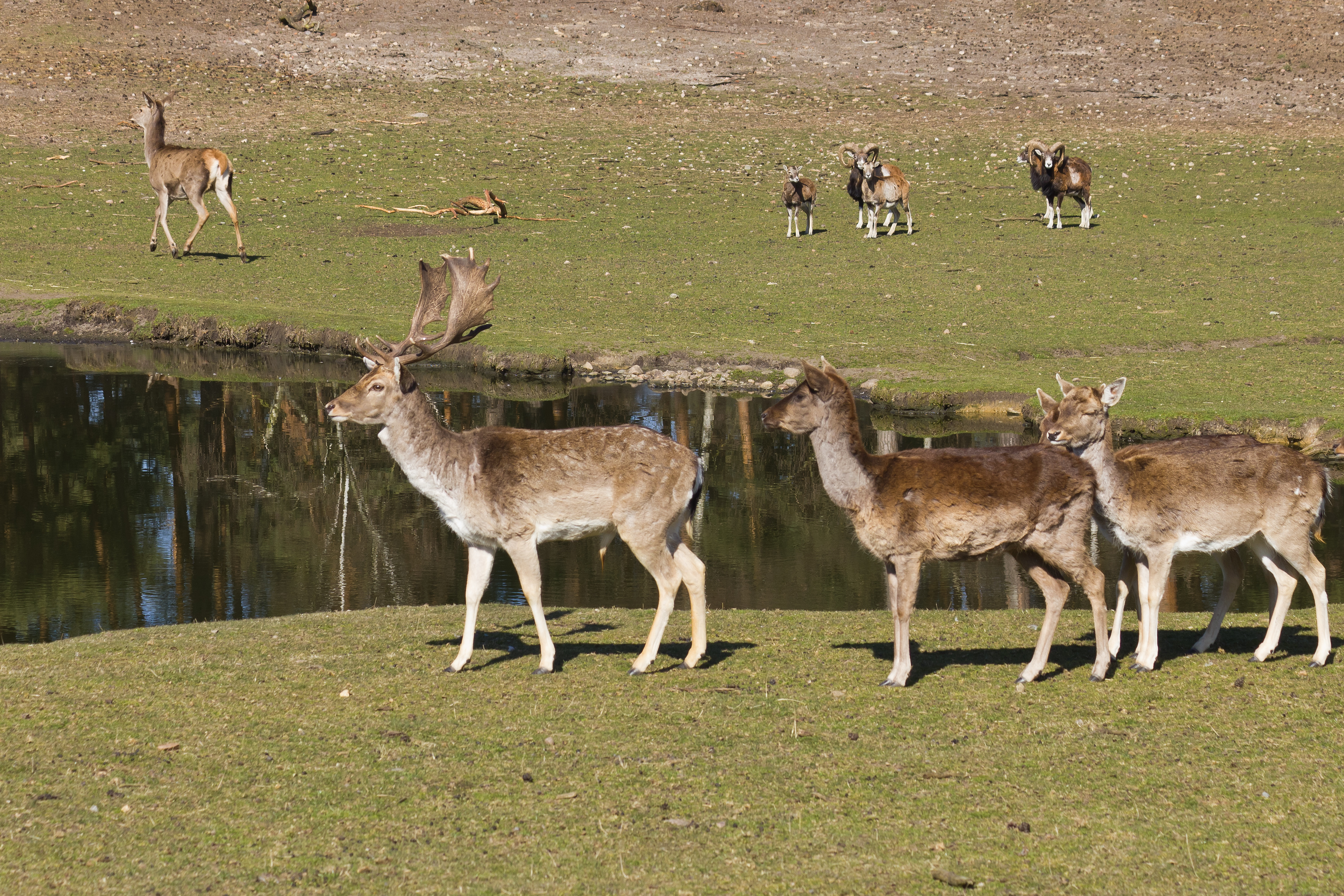TF Wildpark Johannismuehle 03-14 img02