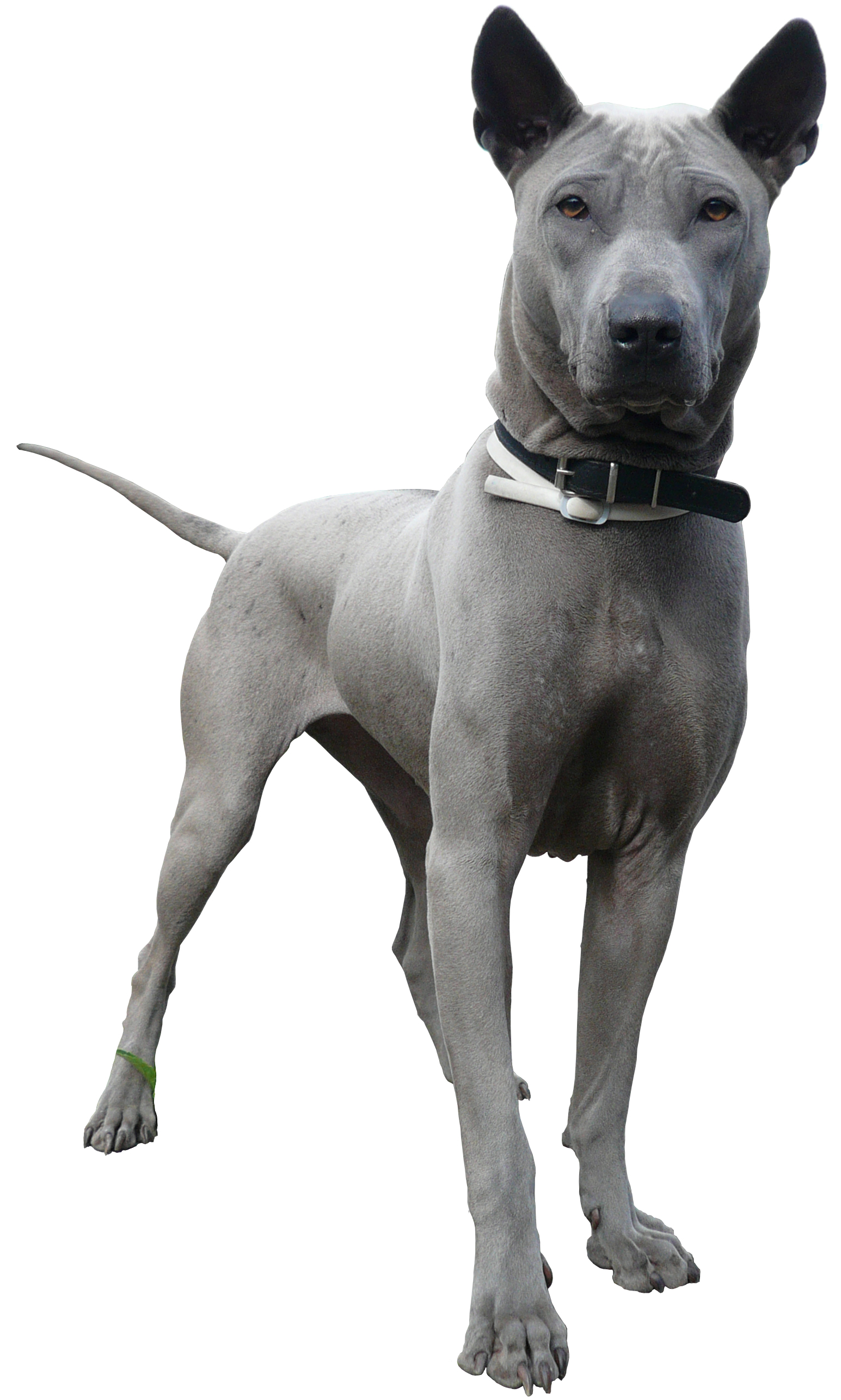 Thai-Ridgeback-blau
