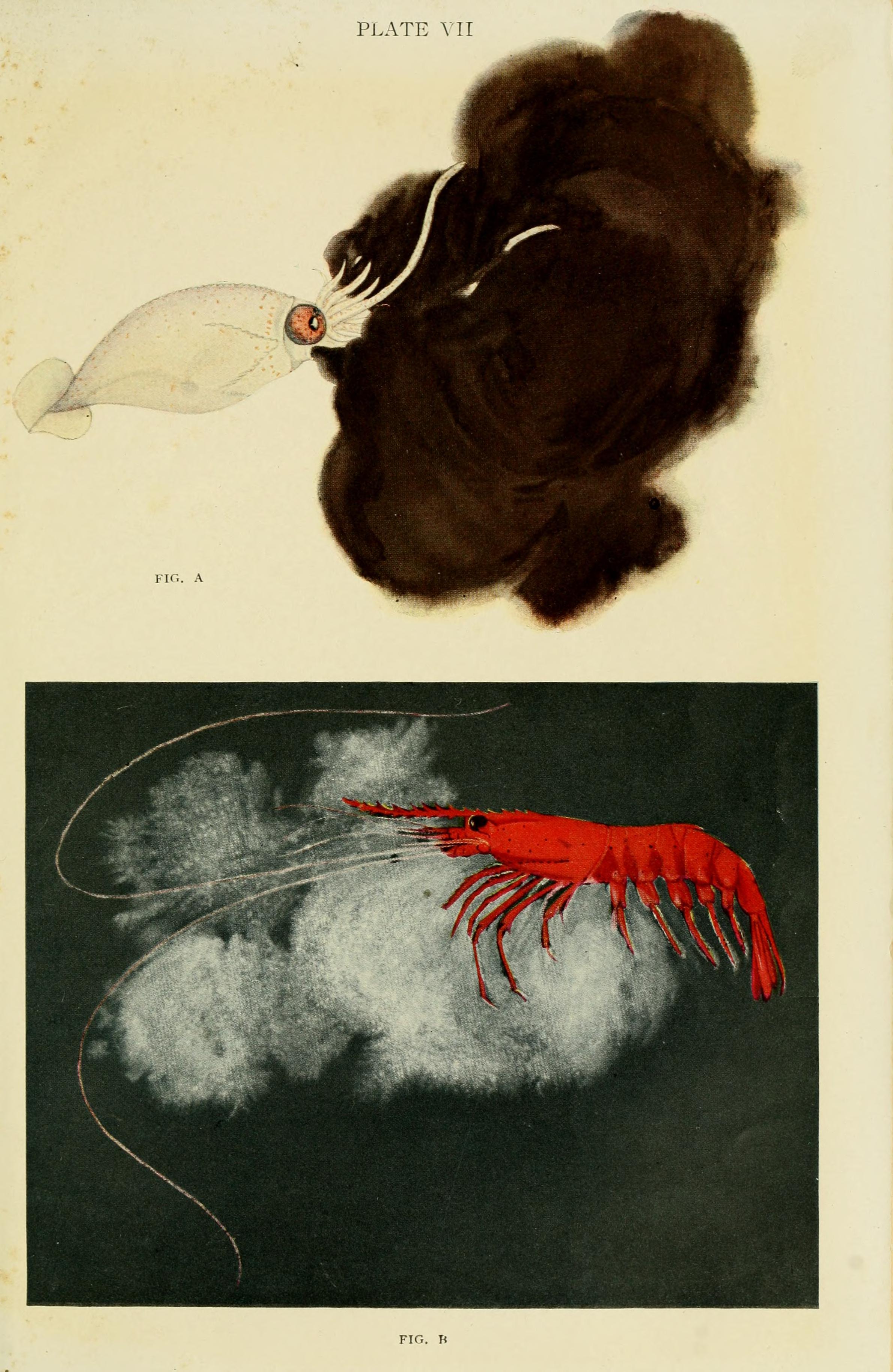 The Arcturus adventure (Plate VII) BHL4686784
