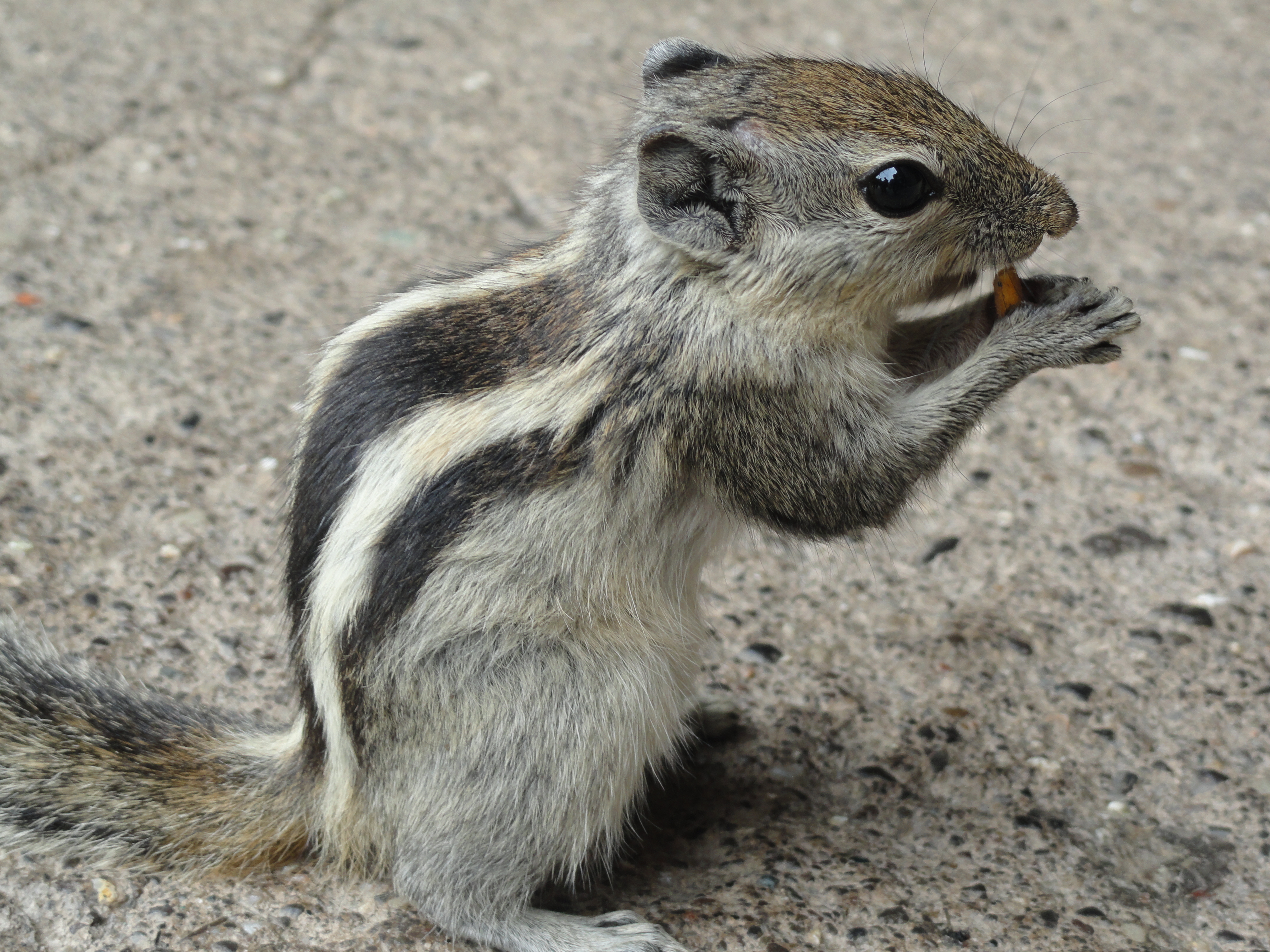 The Awakened Squirrel