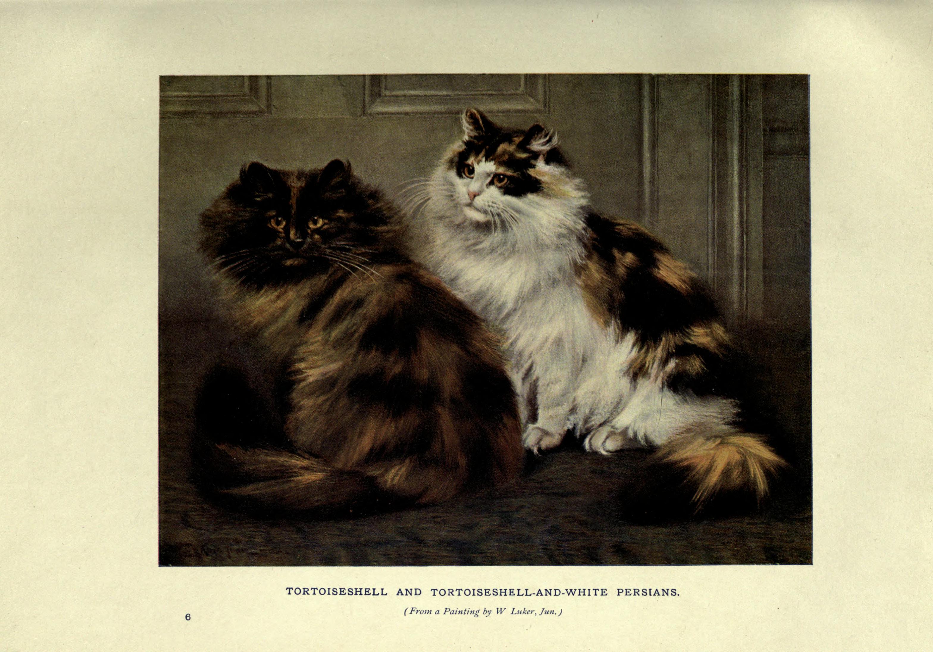 The book of the cat (Plate 6) BHL23996505