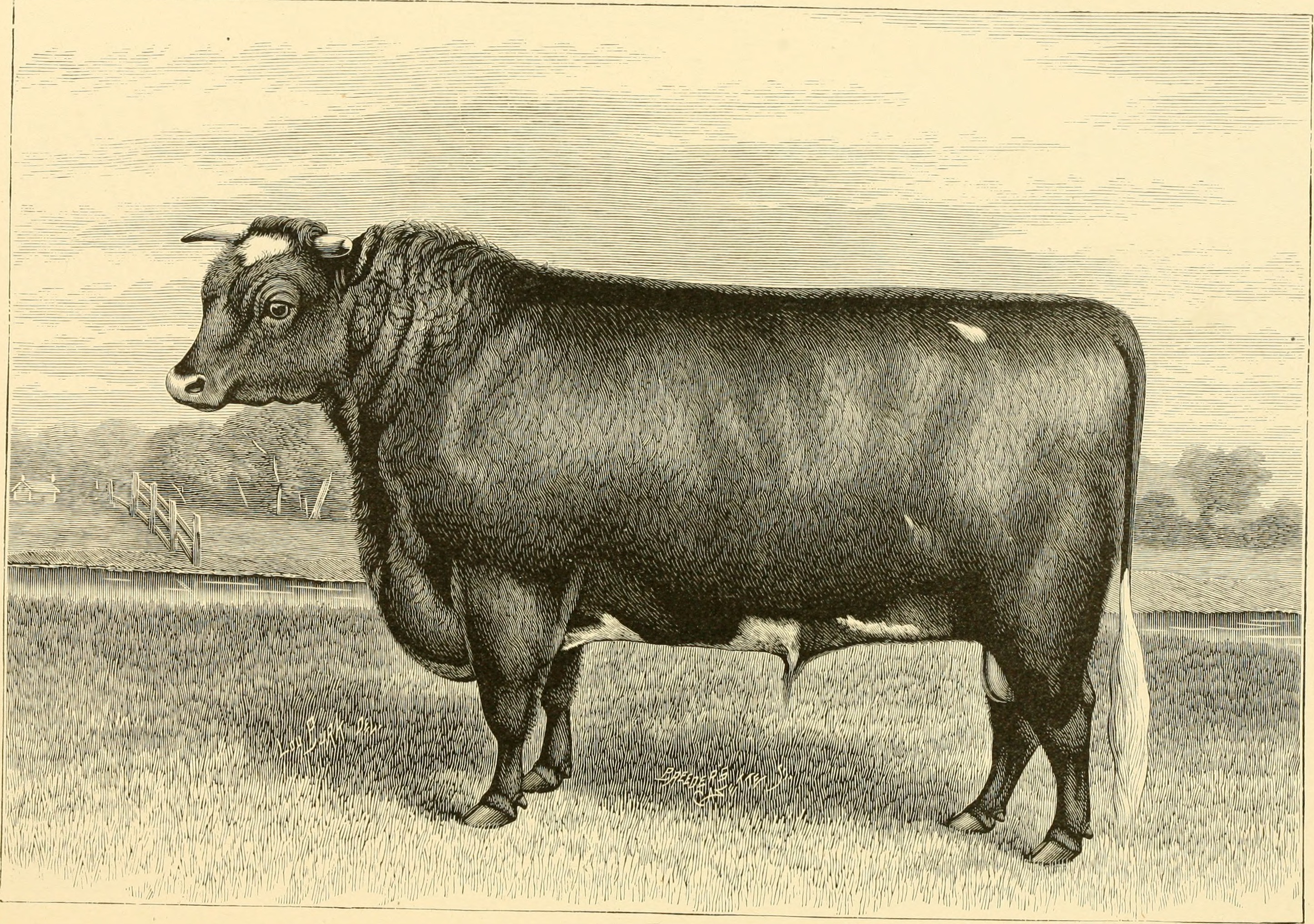 The breeds of live stock, and the principles of heredity (1887) (14594506090)