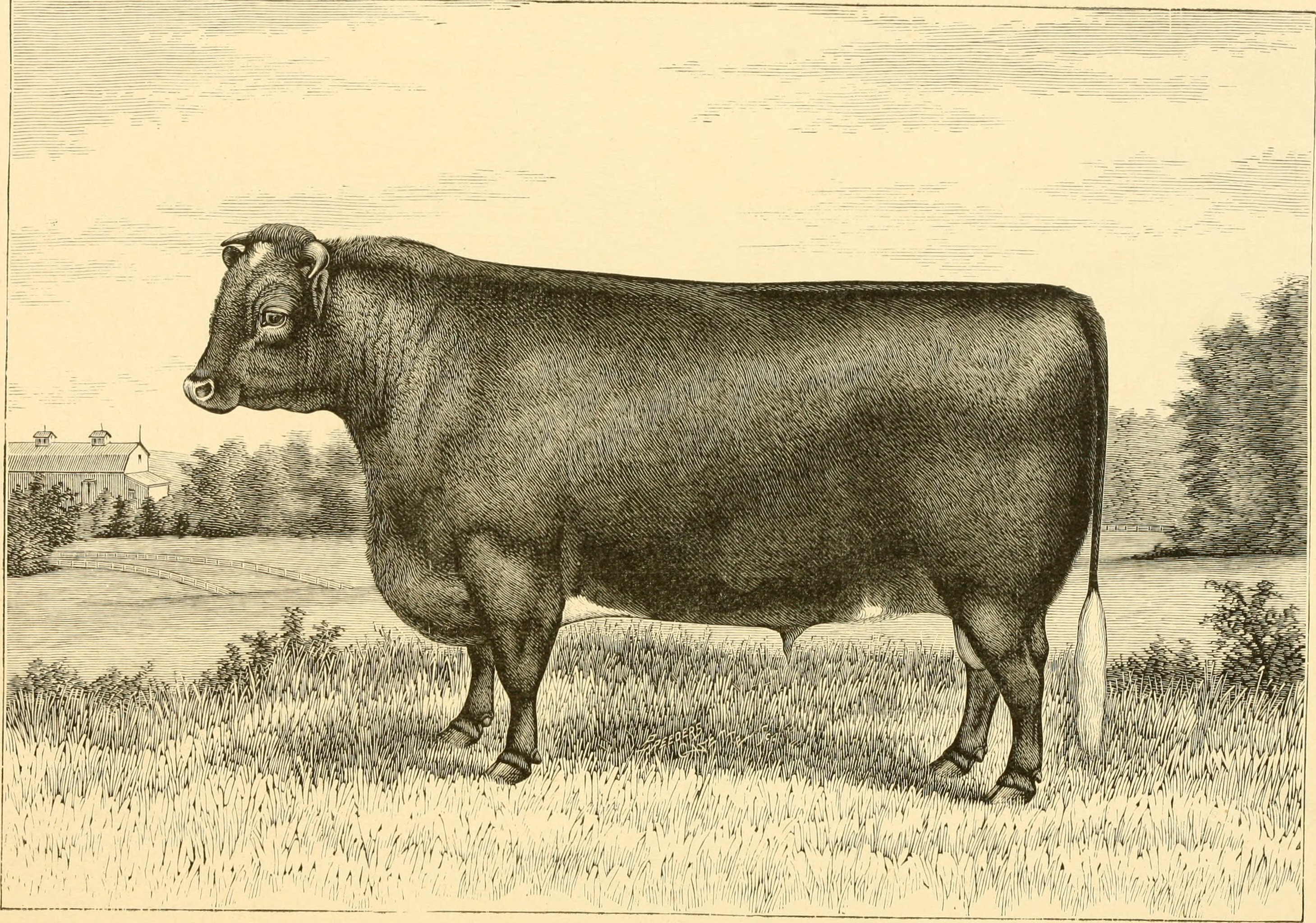 The breeds of live stock, and the principles of heredity (1887) (14594532470)