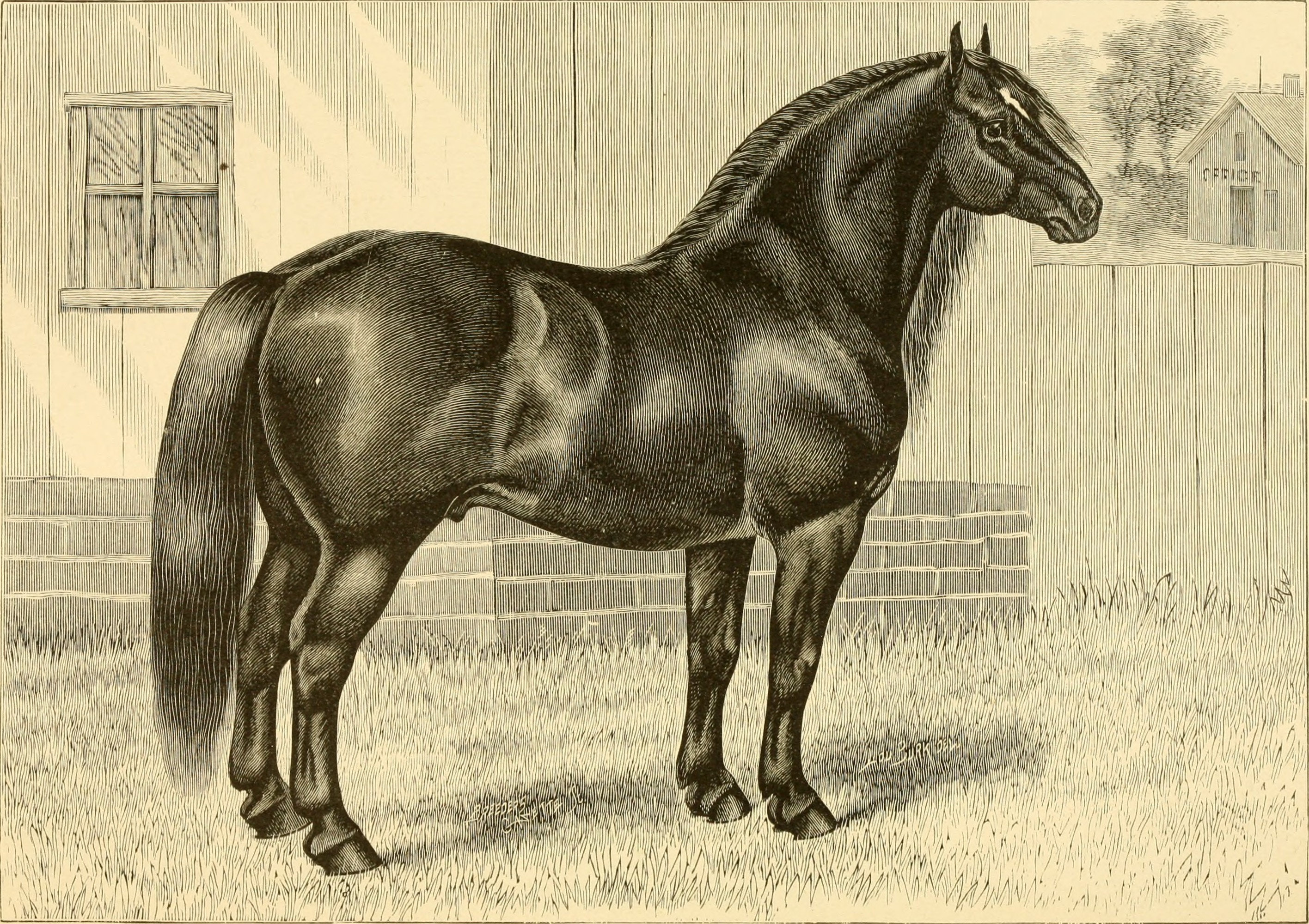 The breeds of live stock, and the principles of heredity (1887) (14594566758)