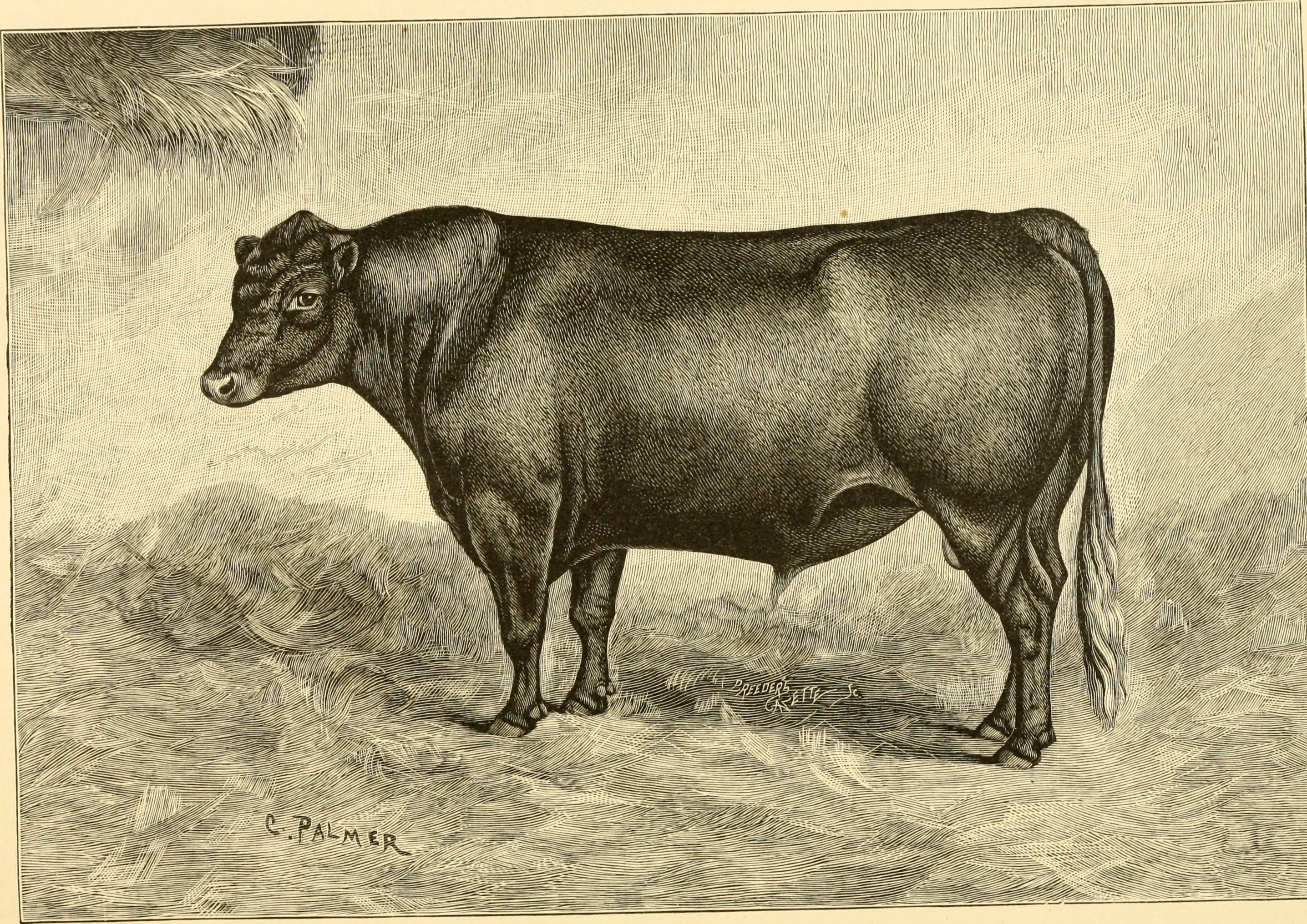 The breeds of live stock, and the principles of heredity (1887) (14594700599)