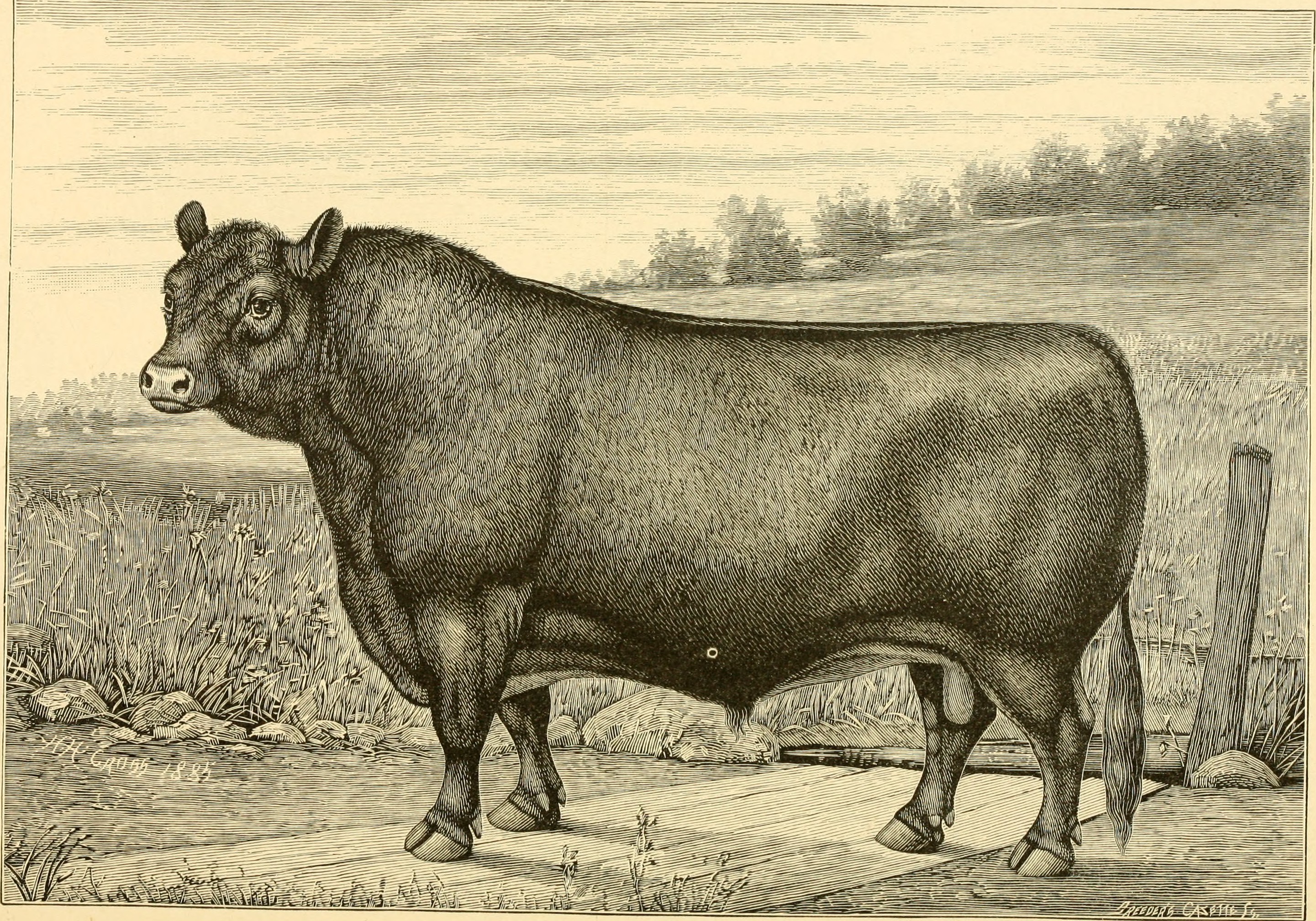 The breeds of live stock, and the principles of heredity (1887) (14758330086)