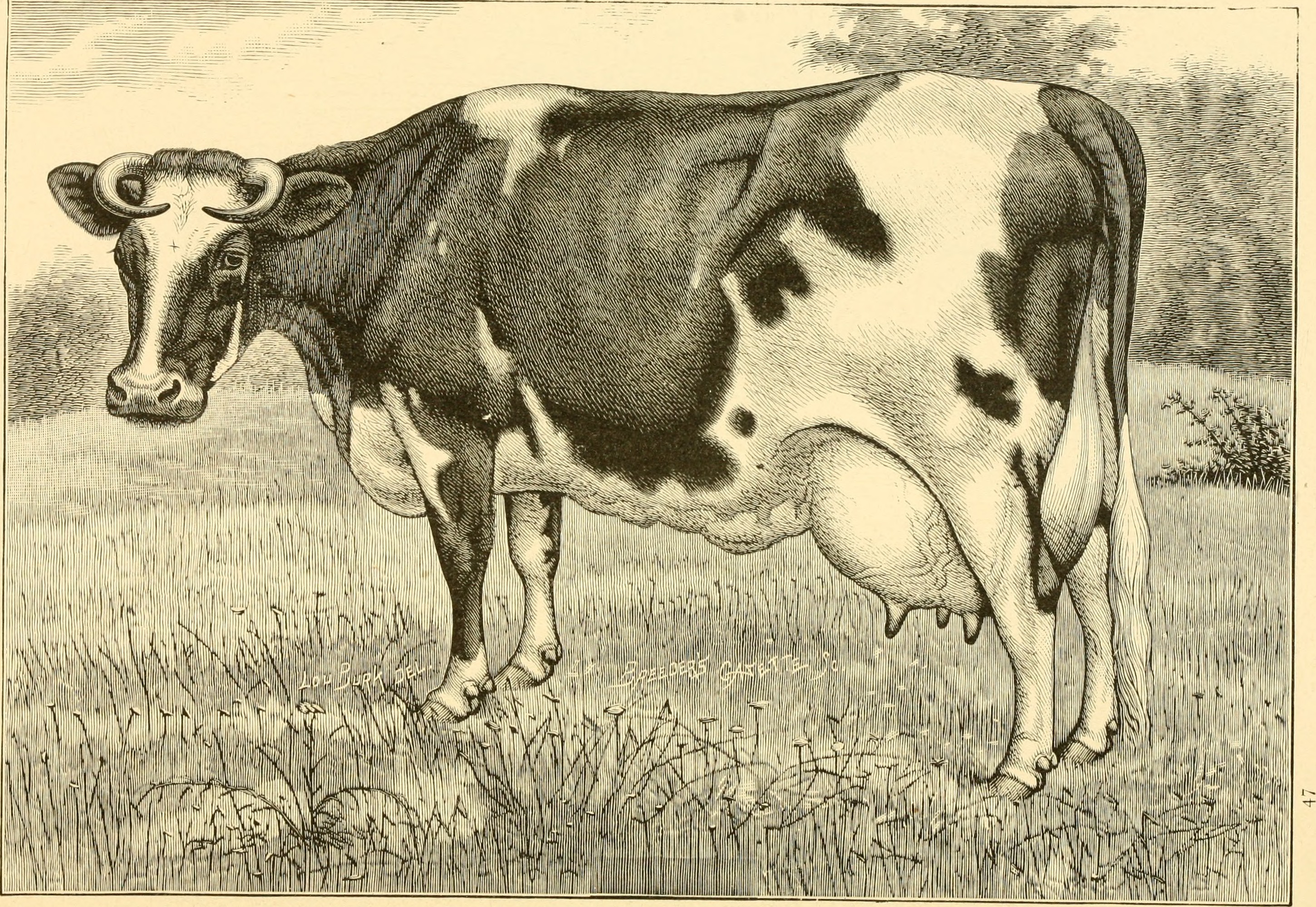 The breeds of live stock, and the principles of heredity (1887) (14758400626)