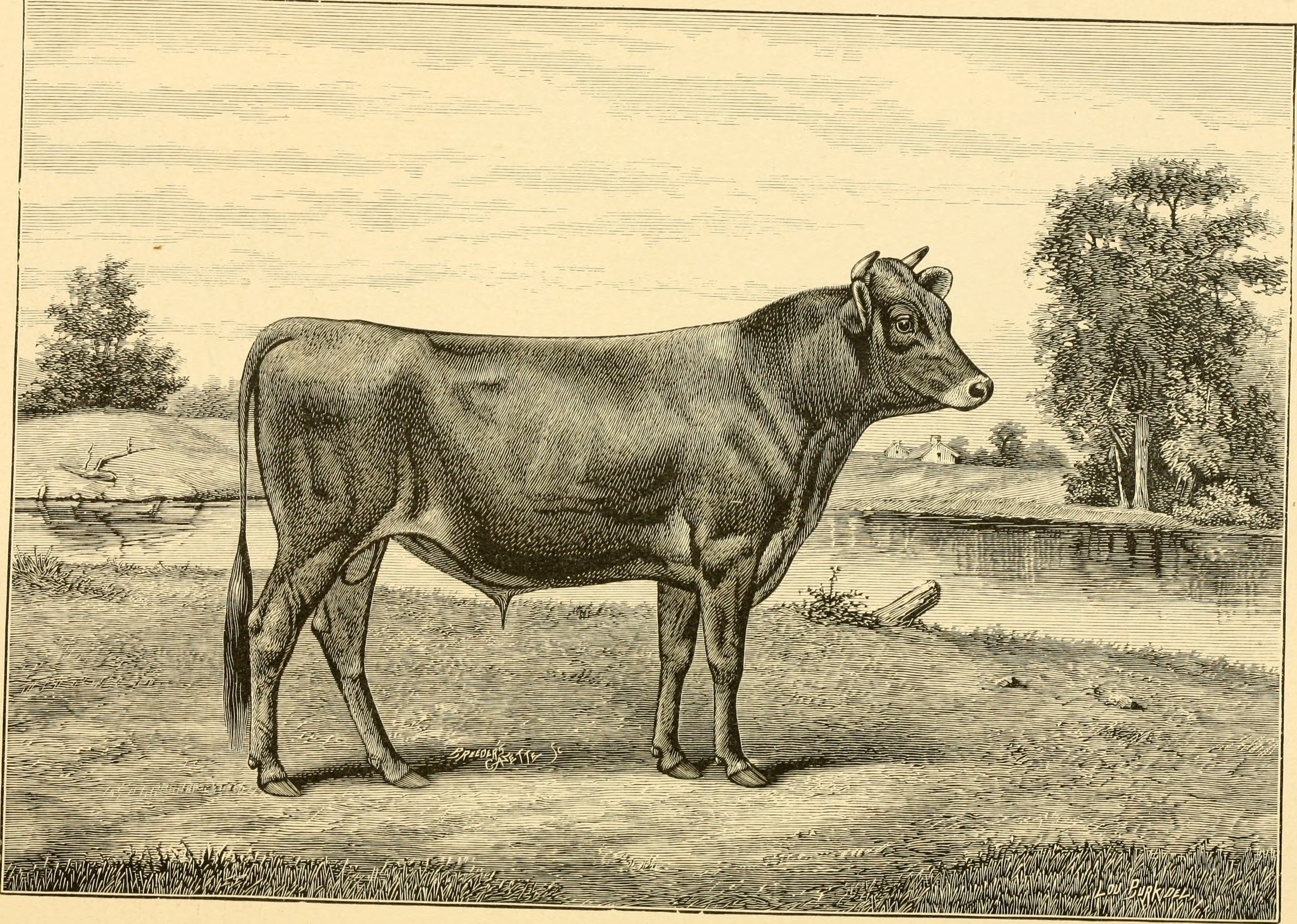 The breeds of live stock, and the principles of heredity (1887) (14758431936)
