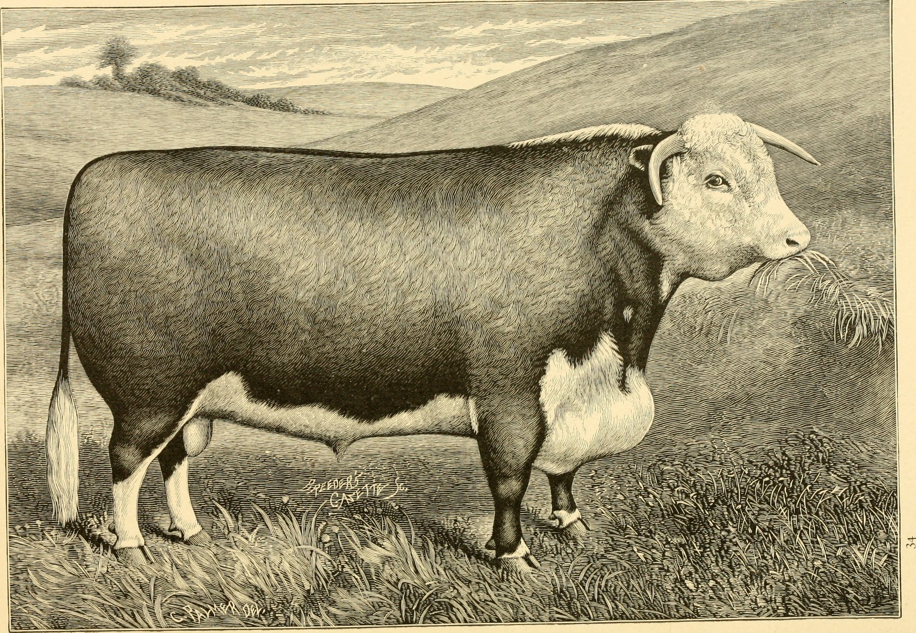 The breeds of live stock, and the principles of heredity (1887) (14778132531)