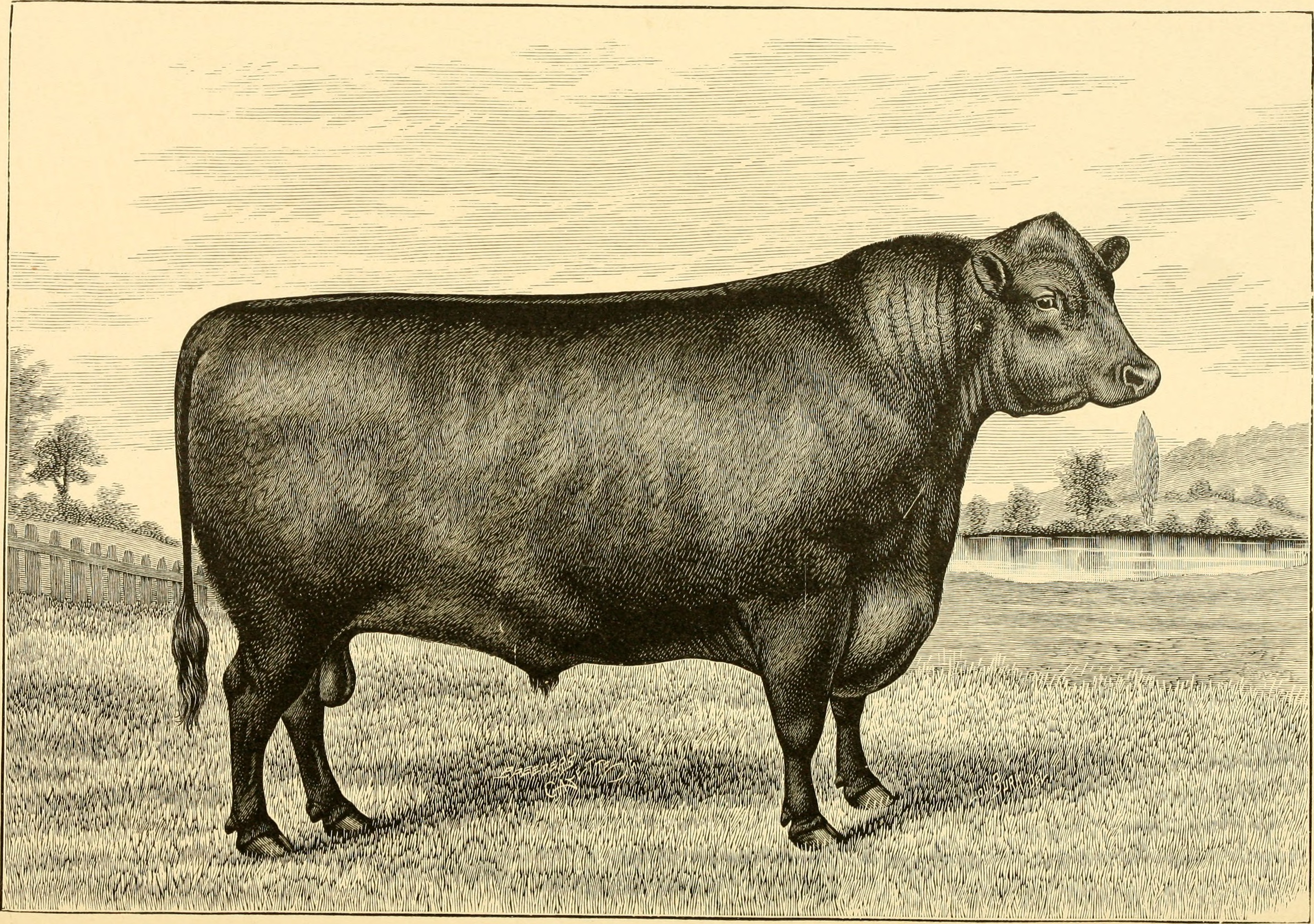 The breeds of live stock, and the principles of heredity (1887) (14778972394)