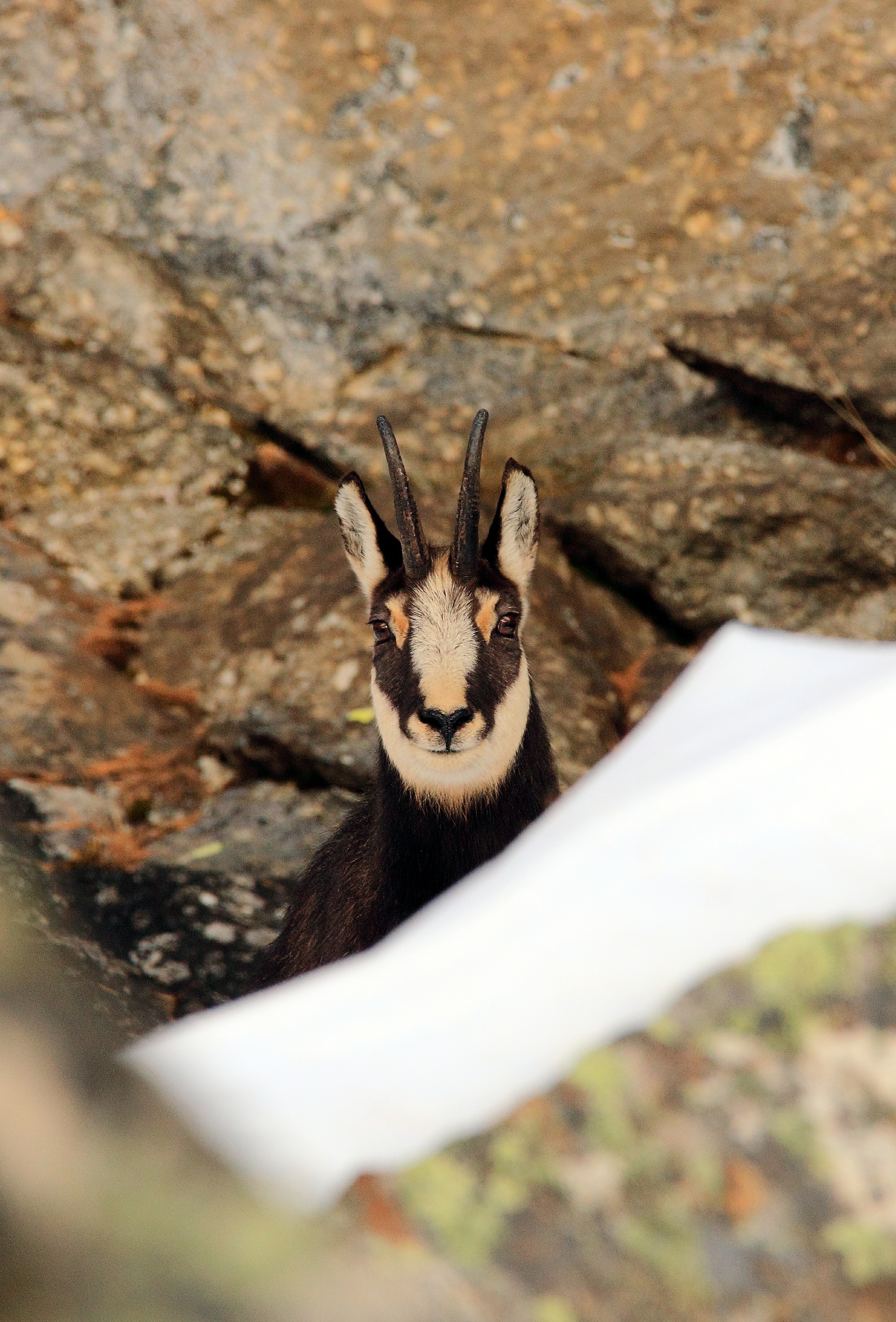 The close-up (8153672681)