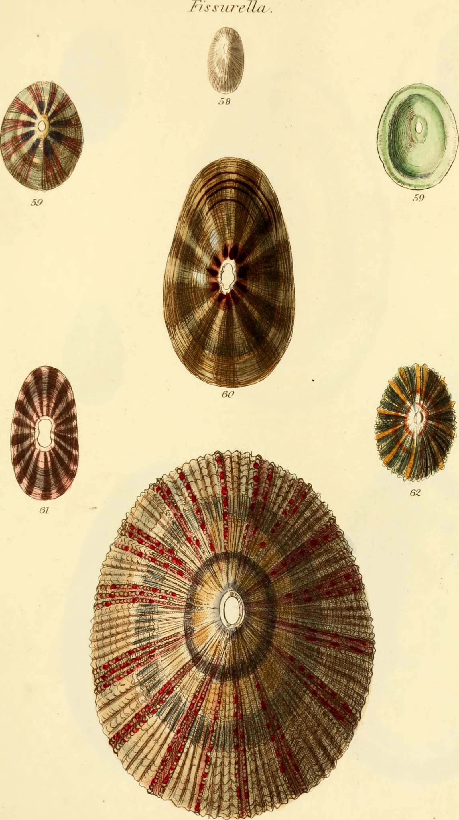 The conchological illustrations (1841) (20669672582)