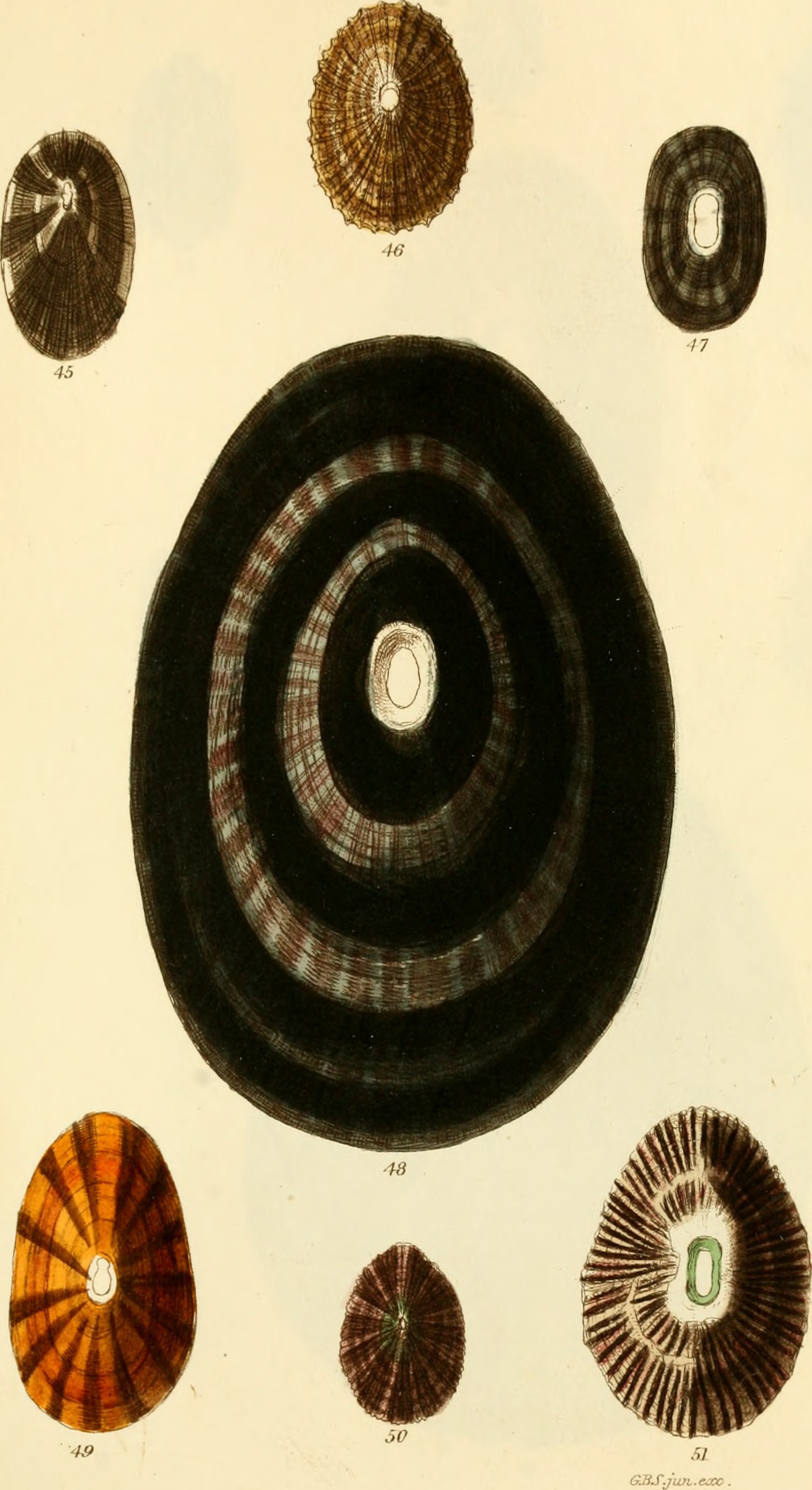 The conchological illustrations (1841) (20685654351)