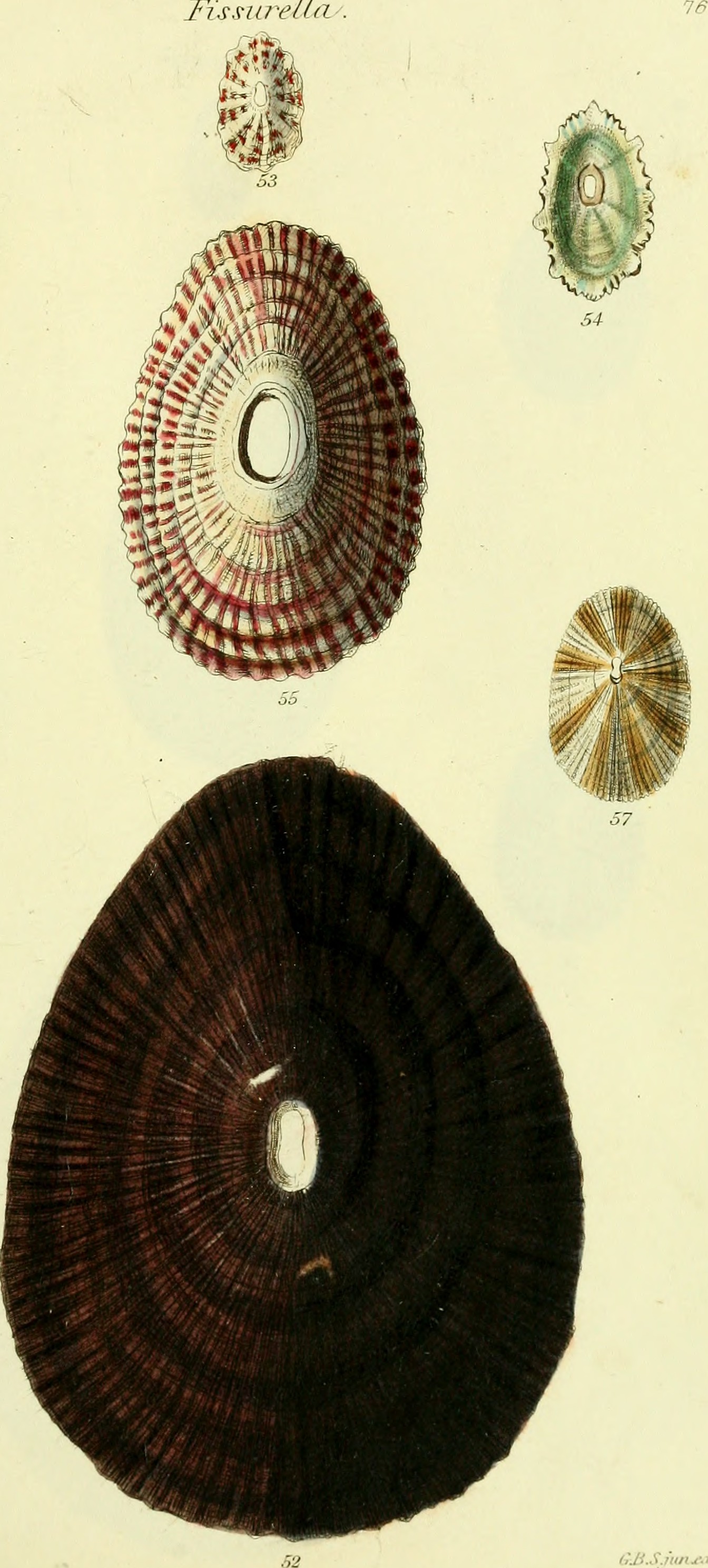 The conchological illustrations or, Coloured figures of all the hitherto unfigured recent shells (1832) (20056392904)