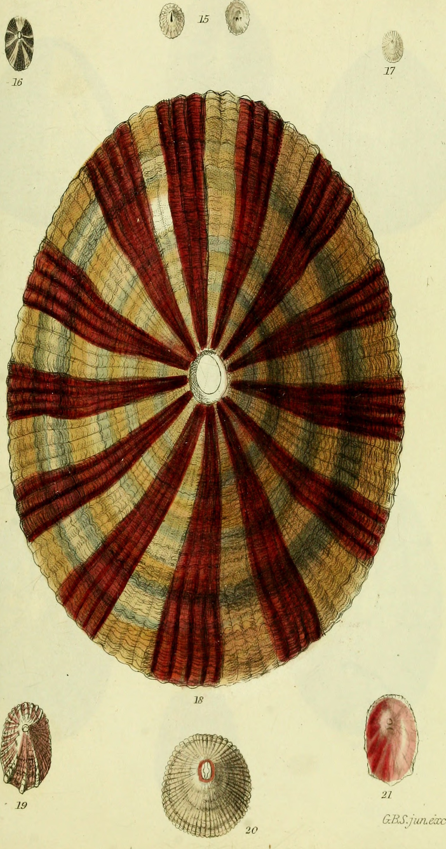 The conchological illustrations or, Coloured figures of all the hitherto unfigured recent shells (1832) (20057994273)