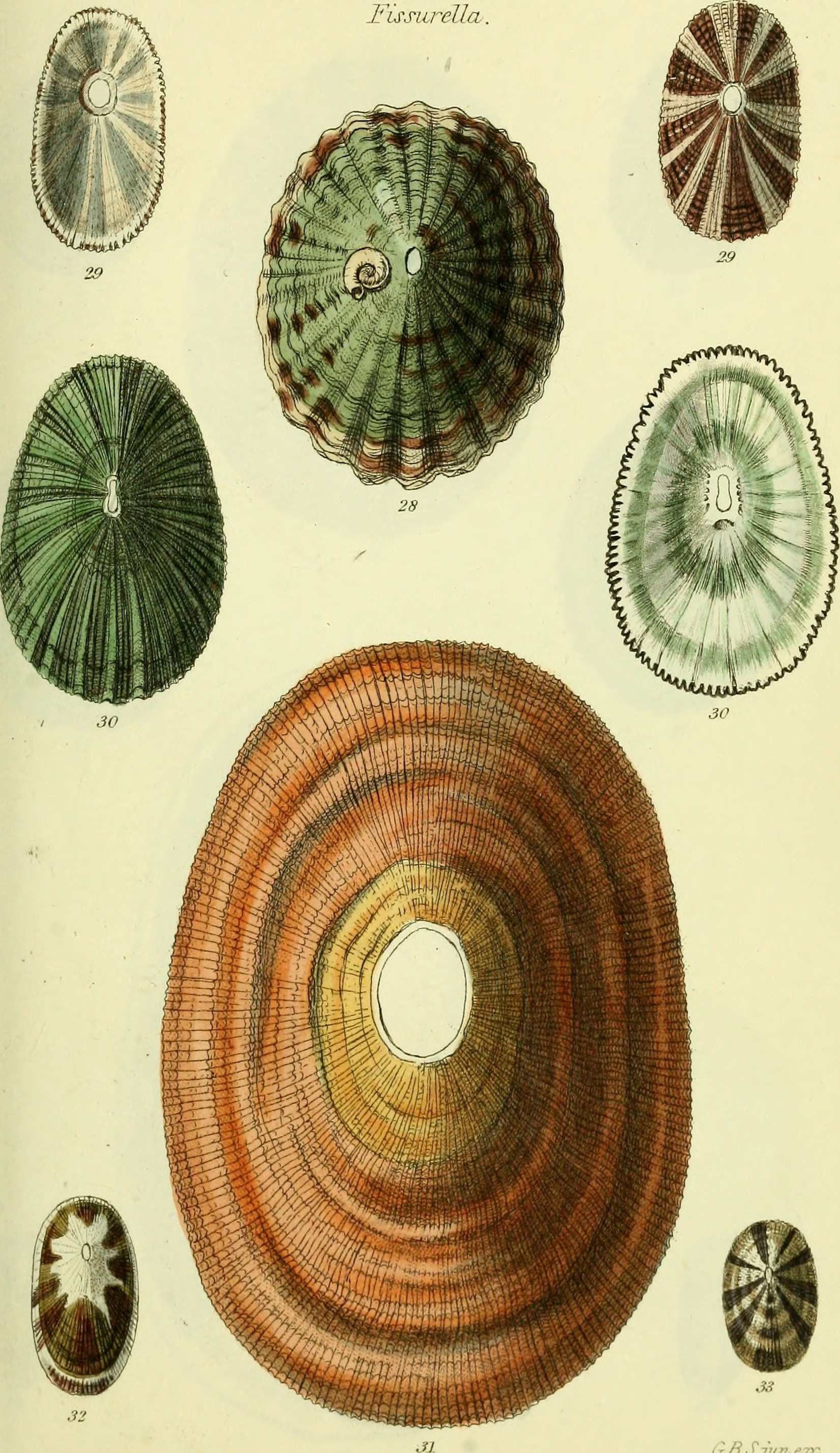 The conchological illustrations or, Coloured figures of all the hitherto unfigured recent shells (1832) (20490928168)