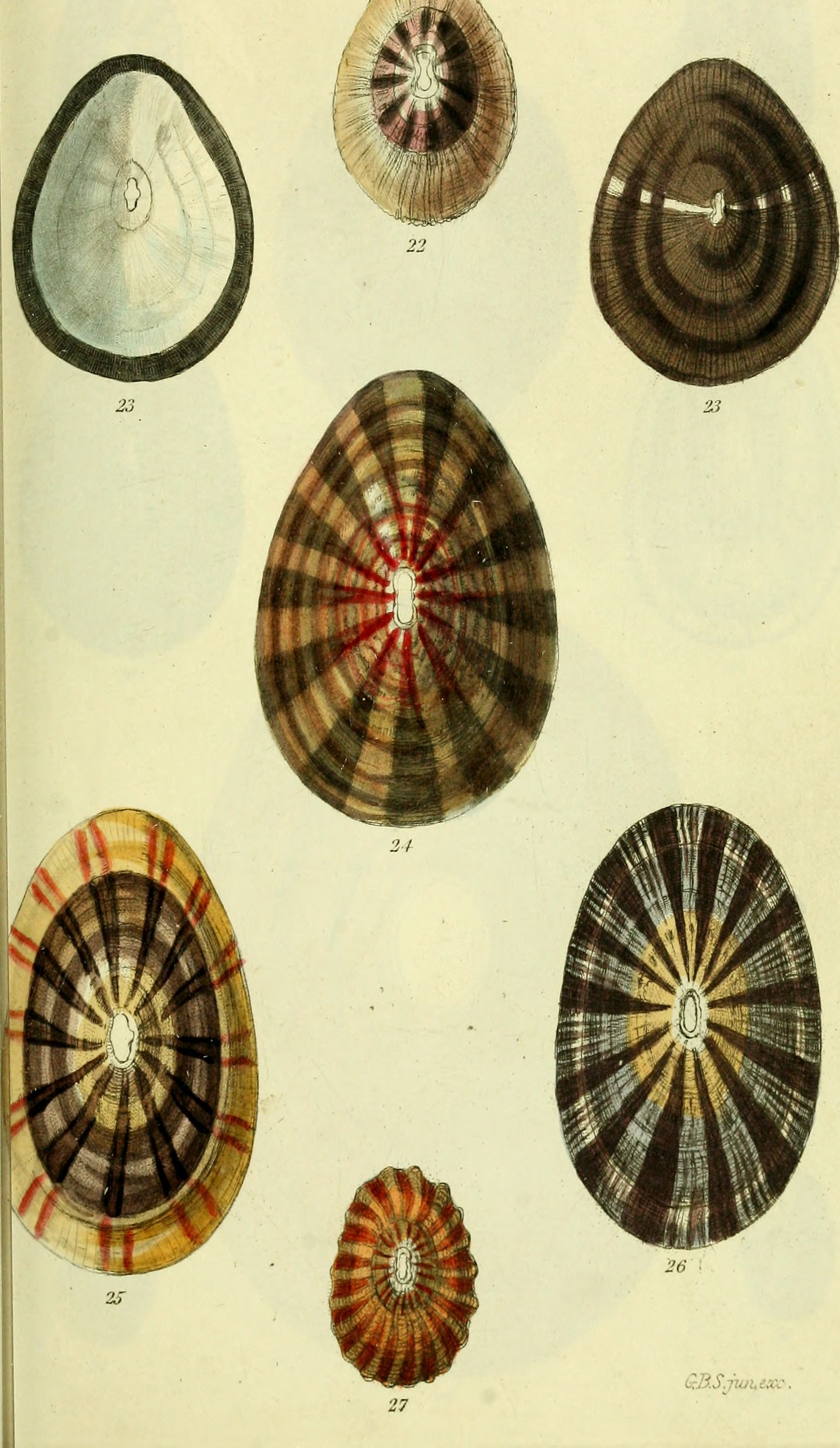 The conchological illustrations or, Coloured figures of all the hitherto unfigured recent shells (1832) (20492198929)