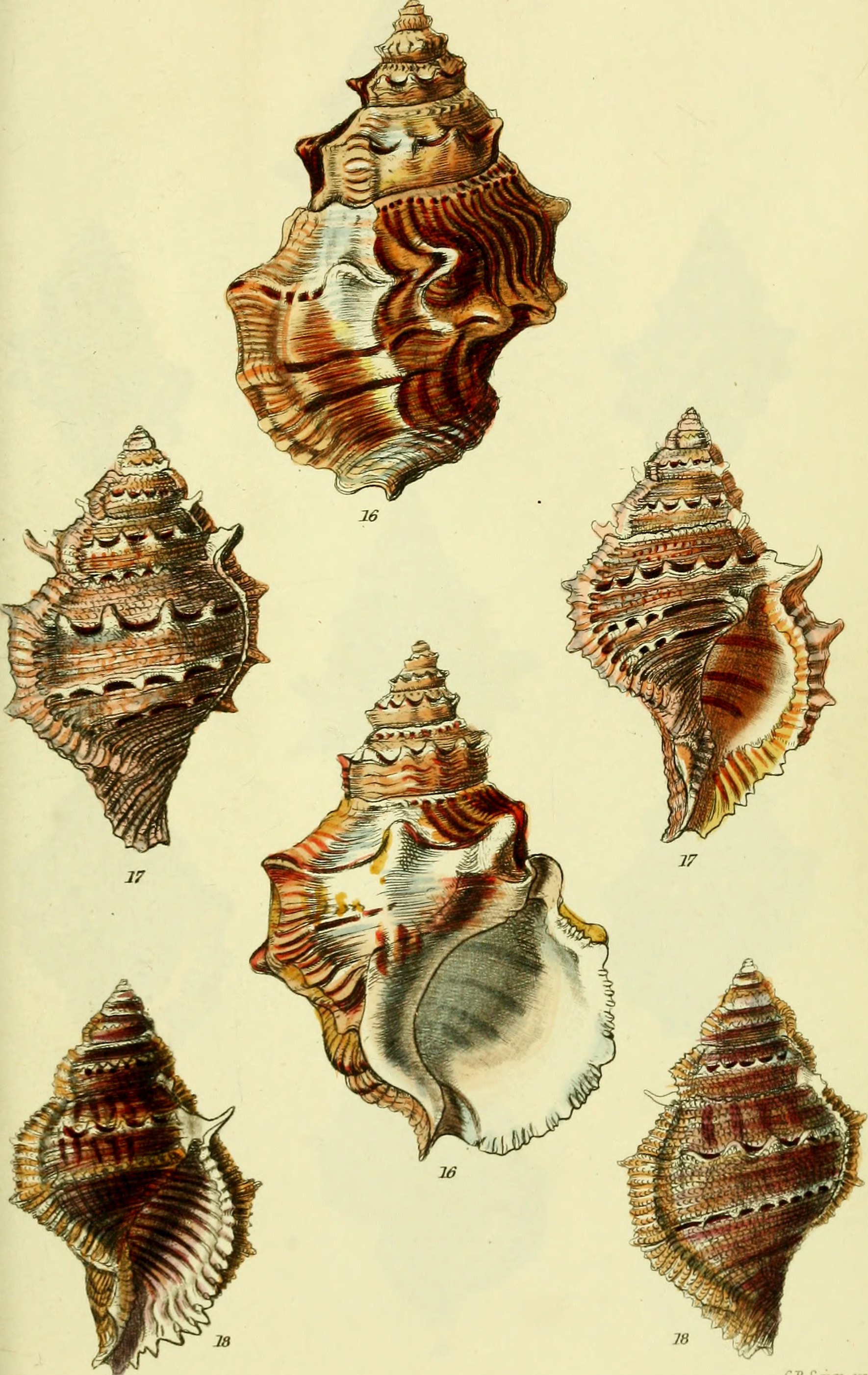 The conchological illustrations or, Coloured figures of all the hitherto unfigured recent shells (1832) (20652942816)