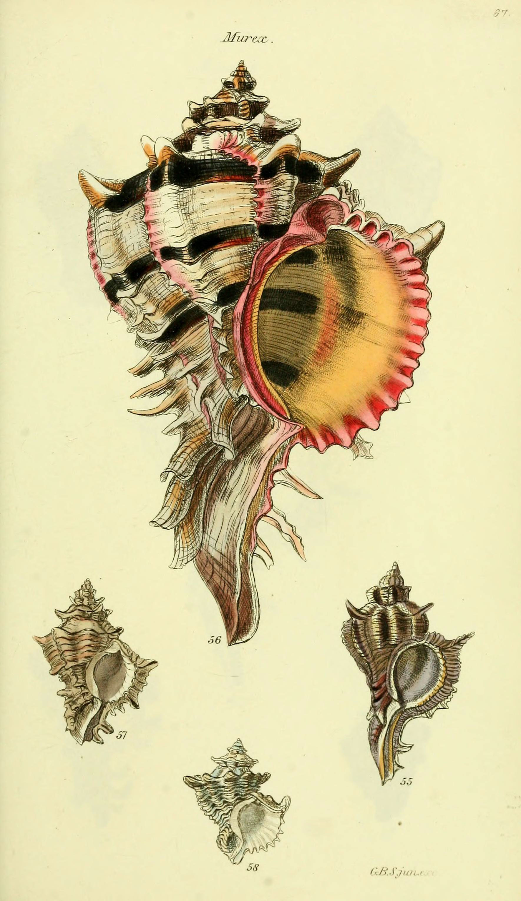 The conchological illustrations or, Coloured figures of all the hitherto unfigured recent shells (5977957533)
