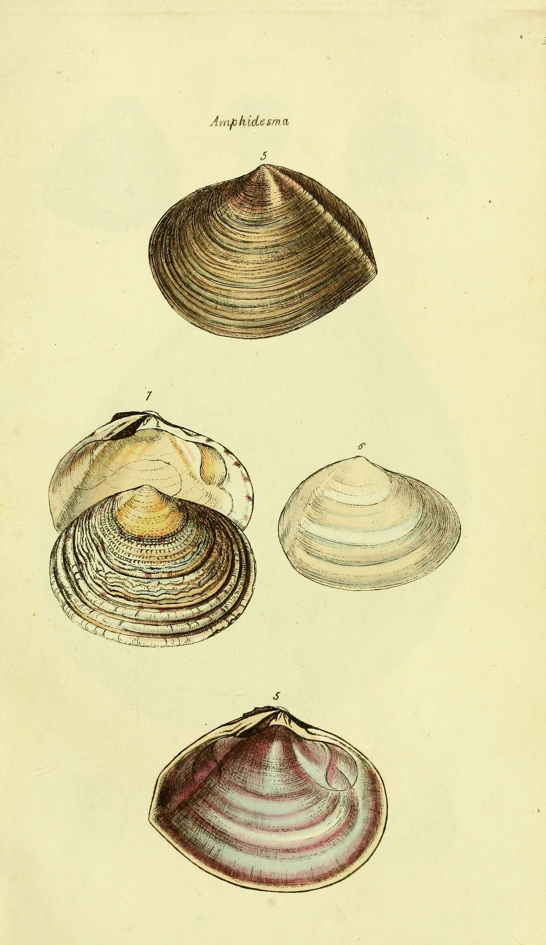 The conchological illustrations or, Coloured figures of all the hitherto unfigured recent shells (5978458002)