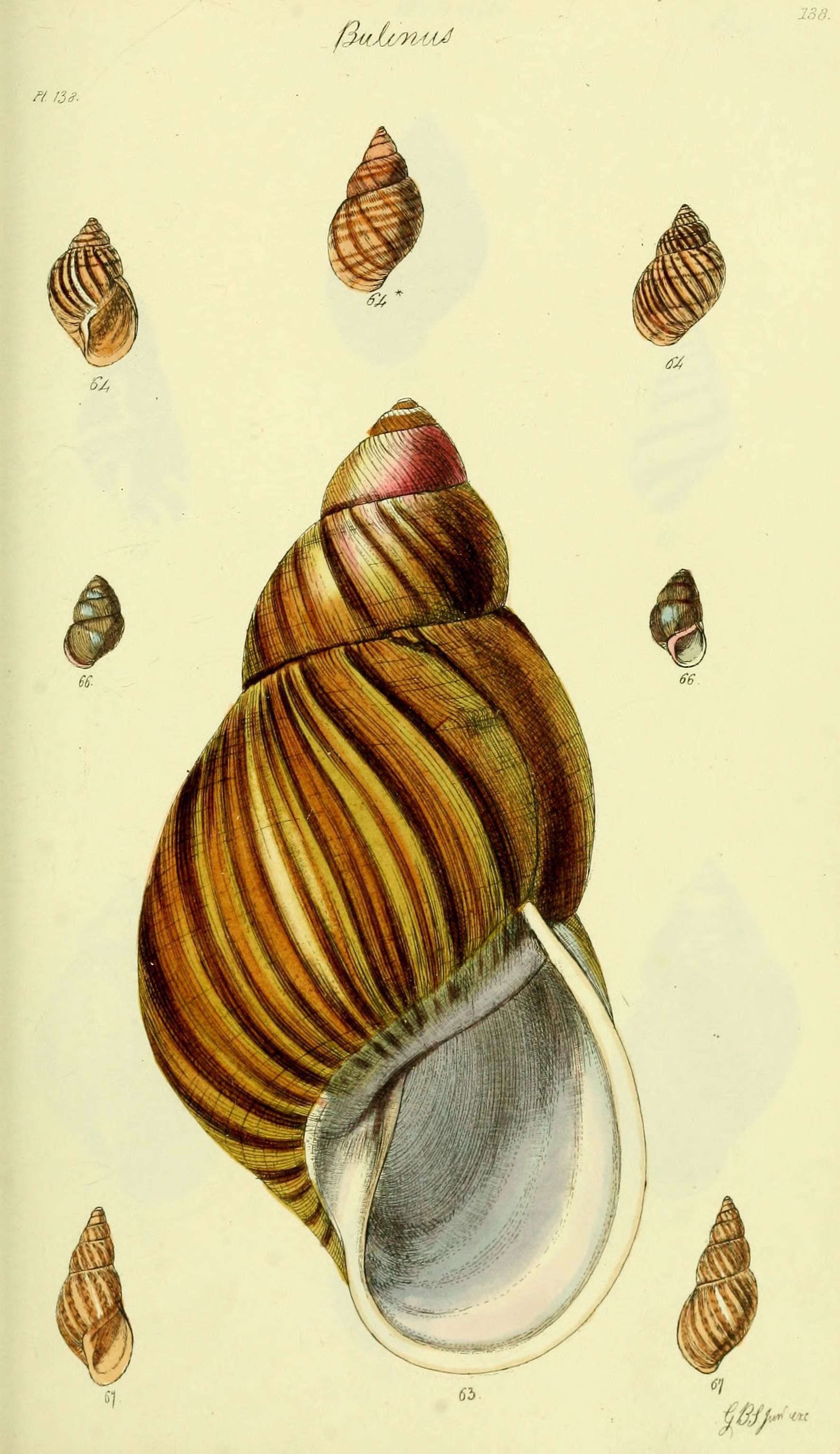 The conchological illustrations or, Coloured figures of all the hitherto unfigured recent shells (5978494086)