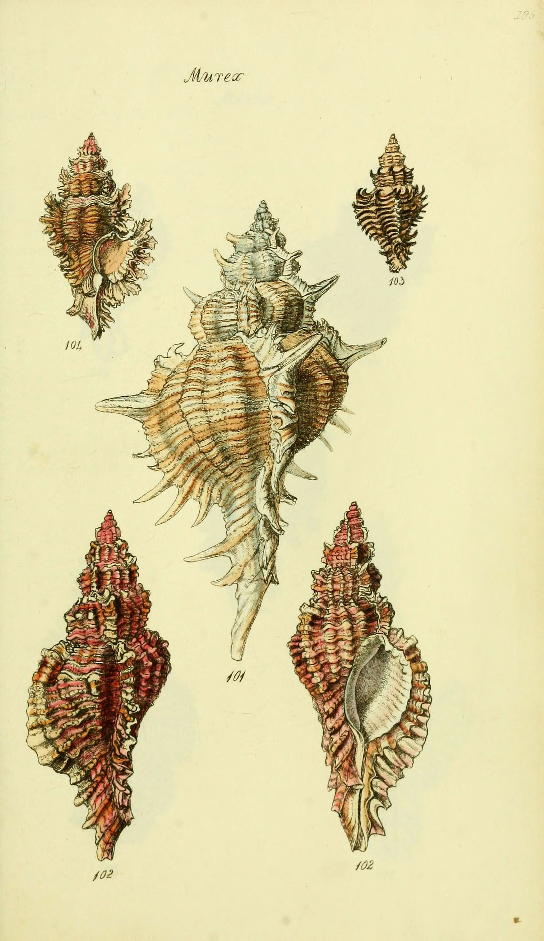The conchological illustrations or, Coloured figures of all the hitherto unfigured recent shells (5978522744)