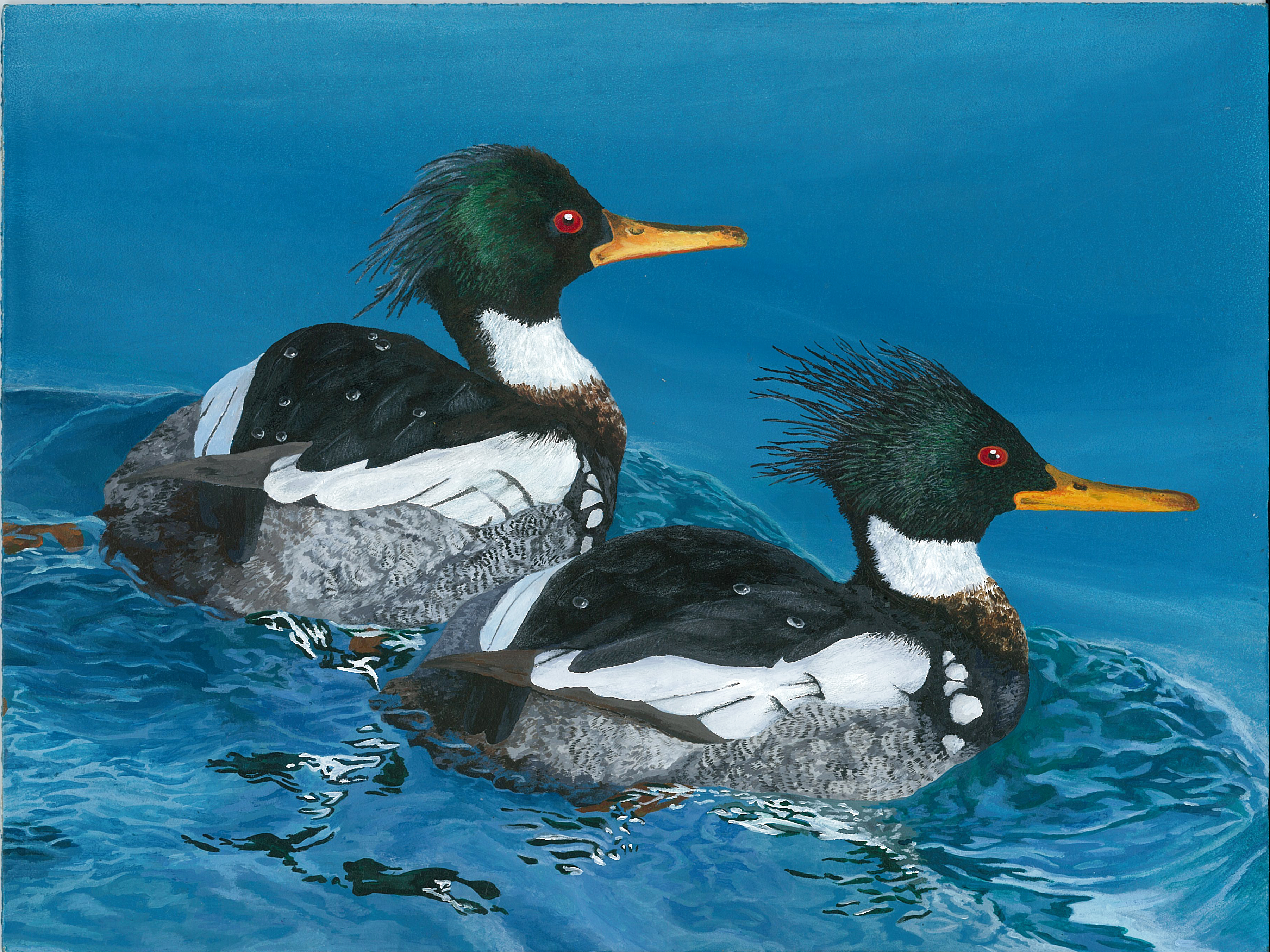 The finalist from Wisconsin for the 2011 Junior Duck Stamp Art Contest. (5598458910)