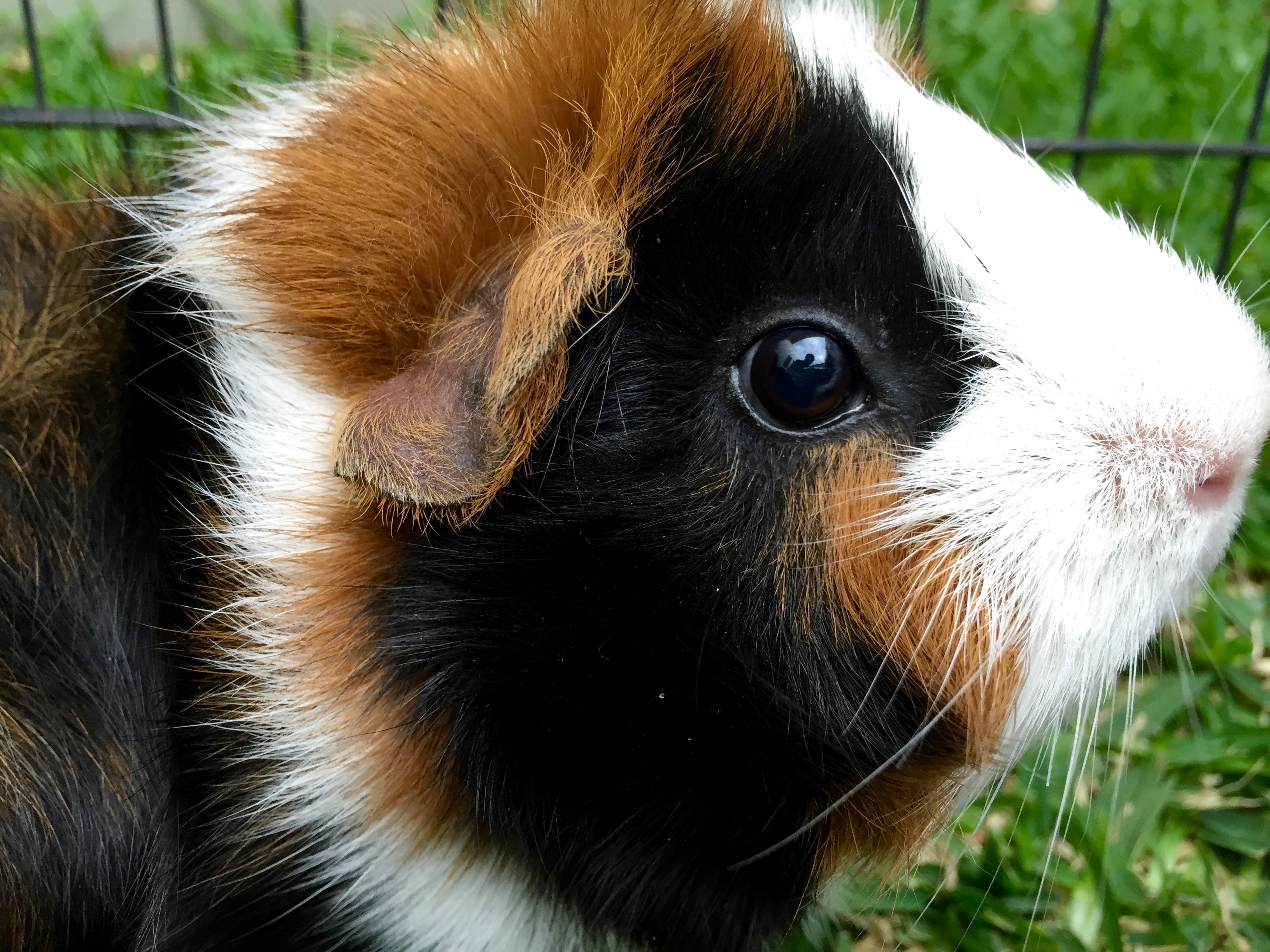 The Guinea pig