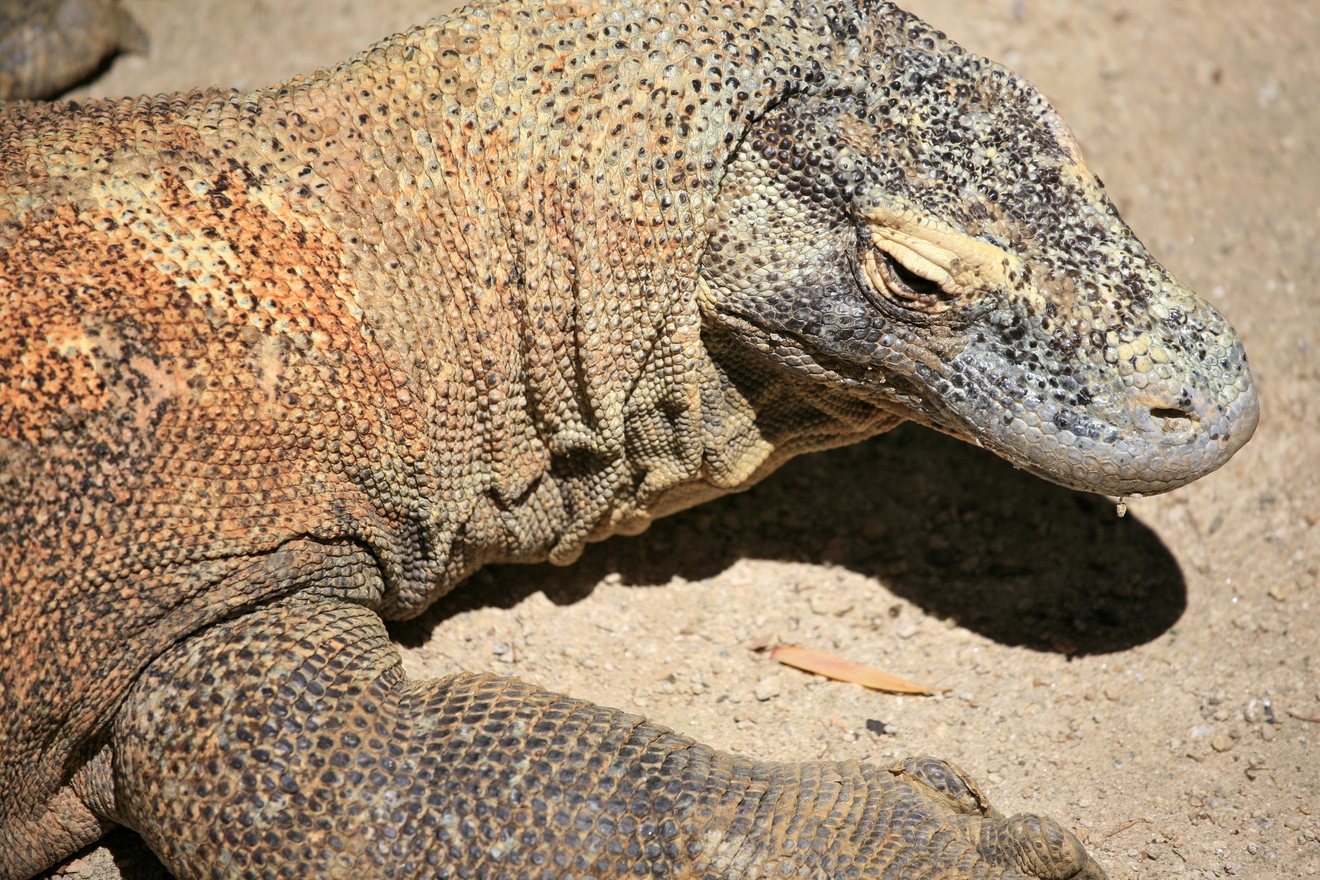 The Komodo Dragon (6733549271)