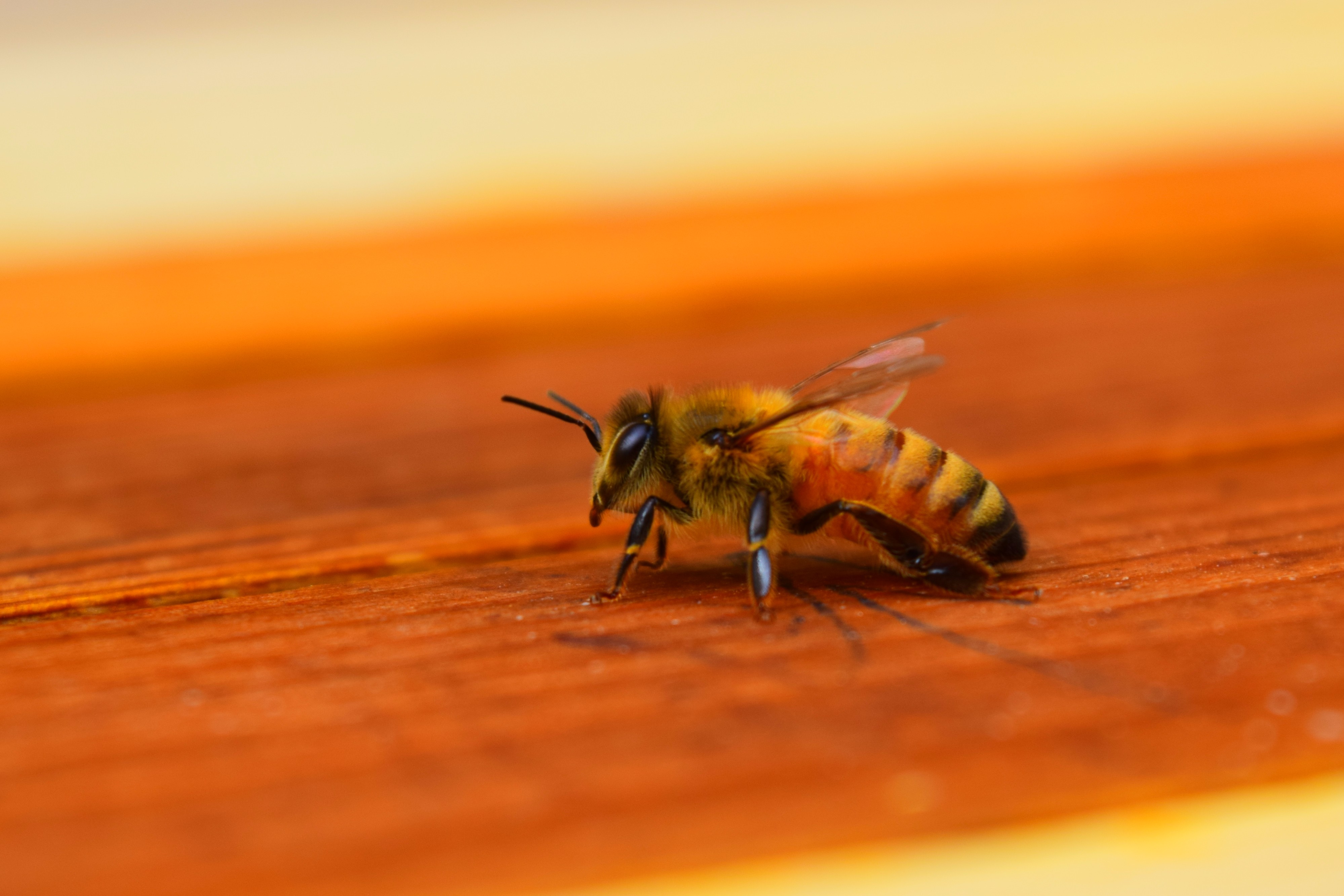 The Lone Pollinator
