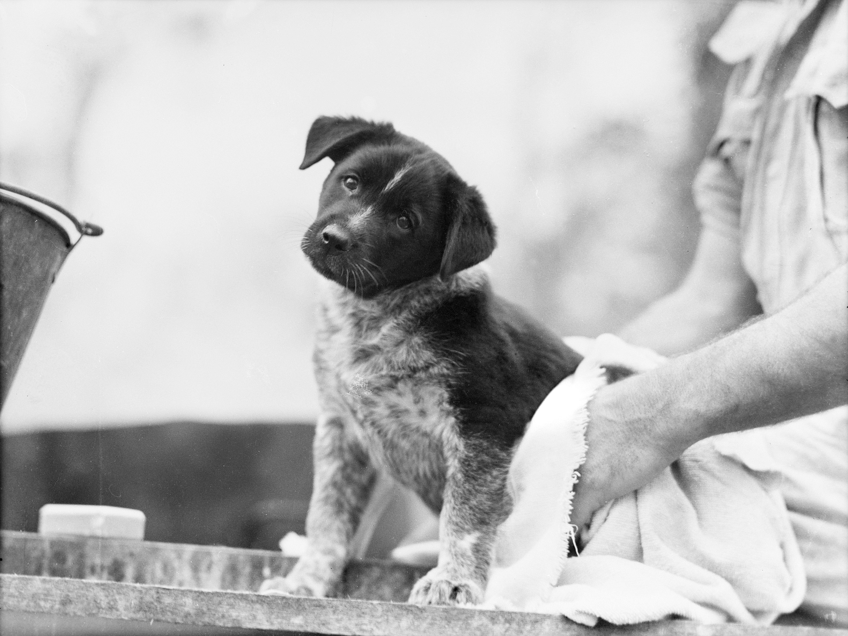 The mascot pup after a bath 1943 (3526345203)