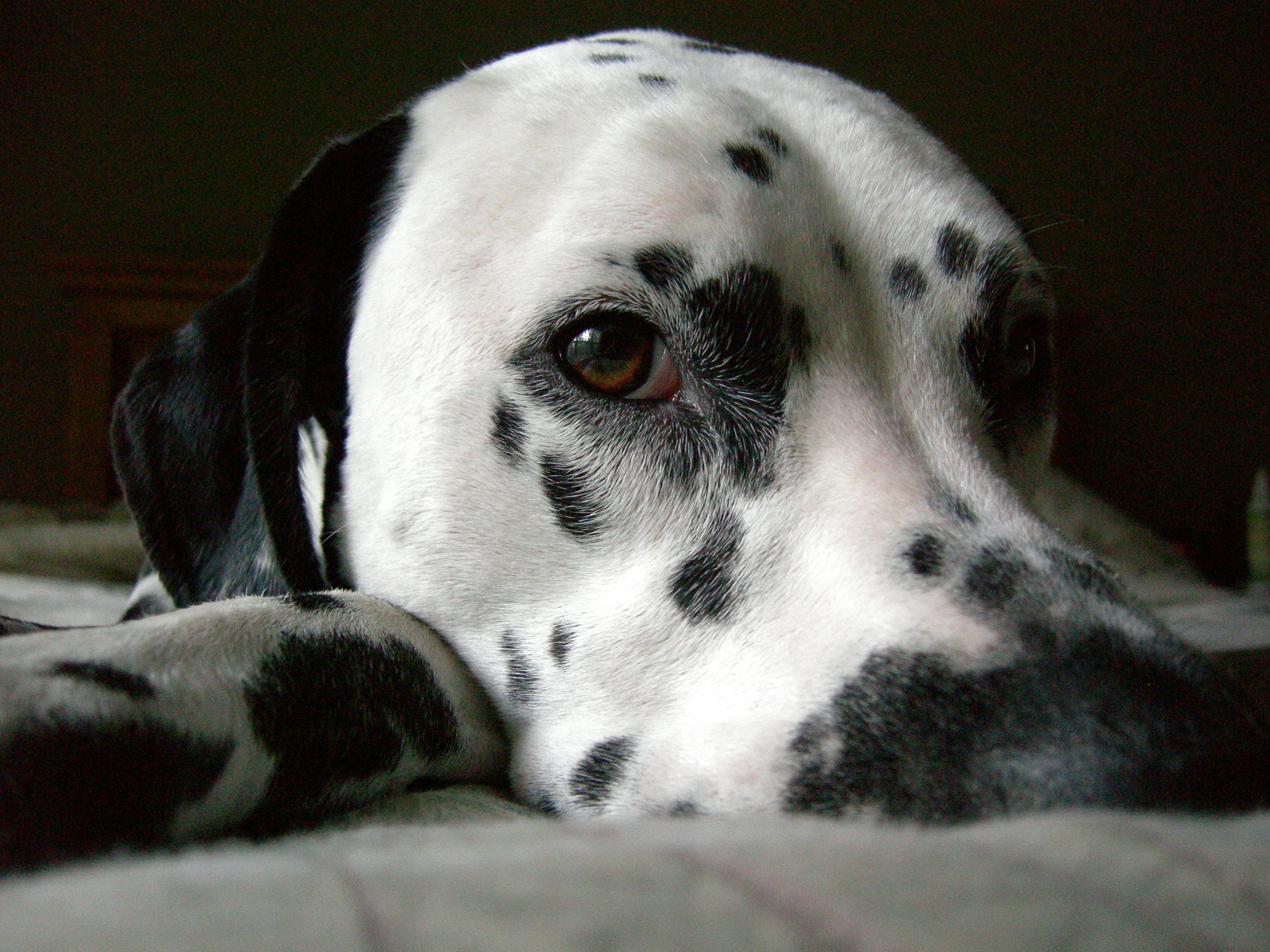 The Perfect Dog (167928164)