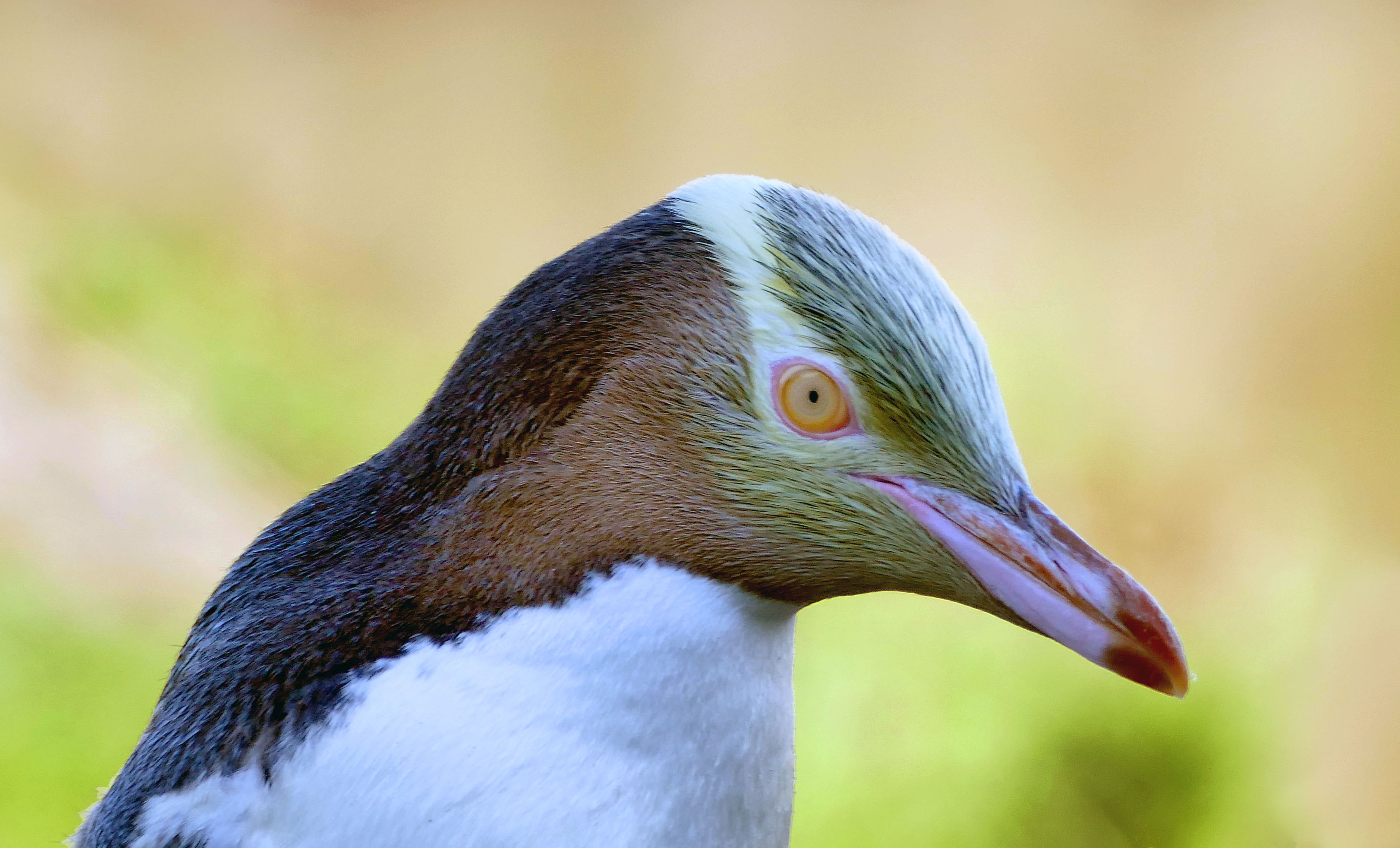 The yellow-eyed penguin. NZ (26256510661)