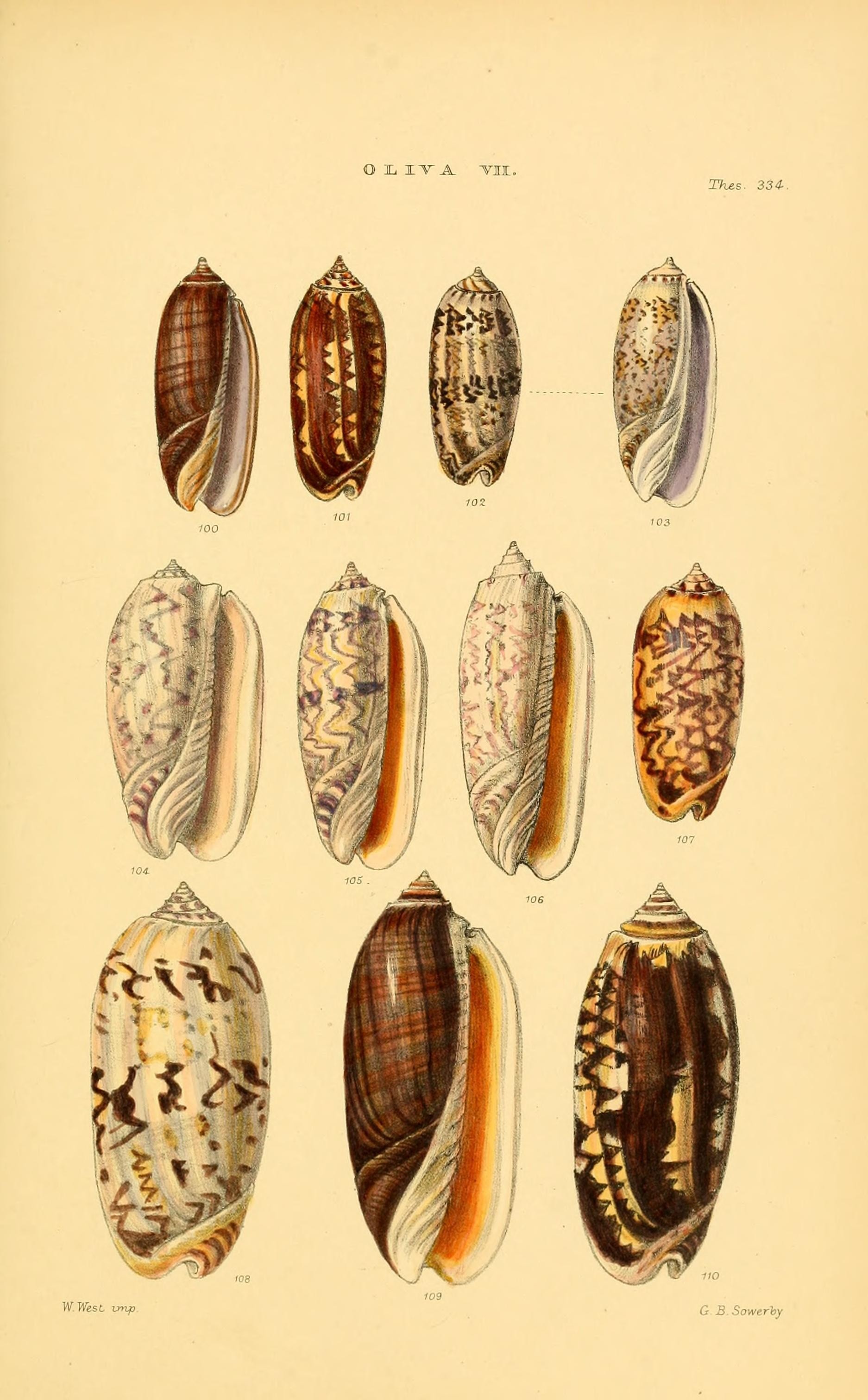 Thesaurus conchyliorum, or, Monographs of genera of shells (8293765067)