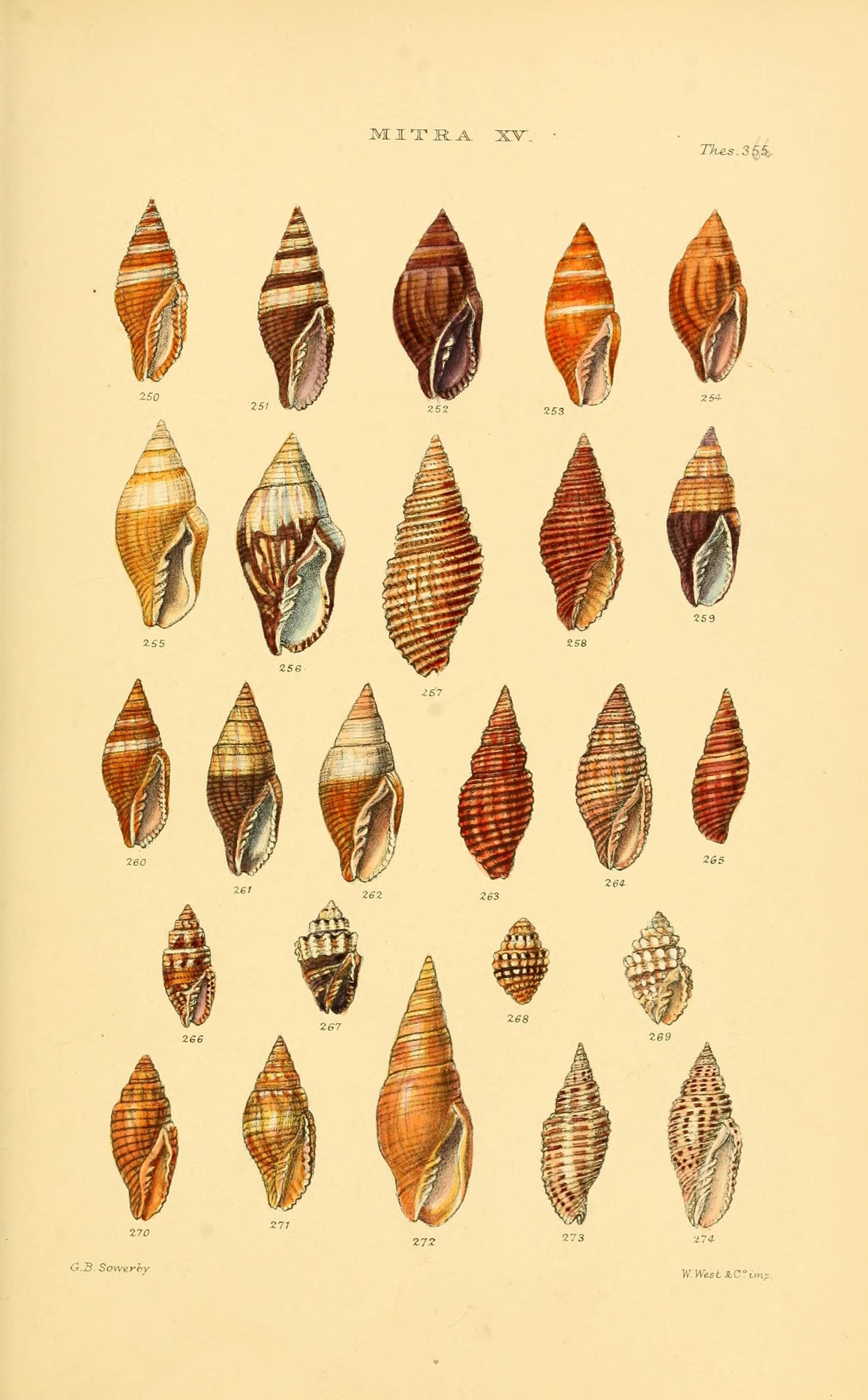 Thesaurus conchyliorum, or, Monographs of genera of shells (8293782625)