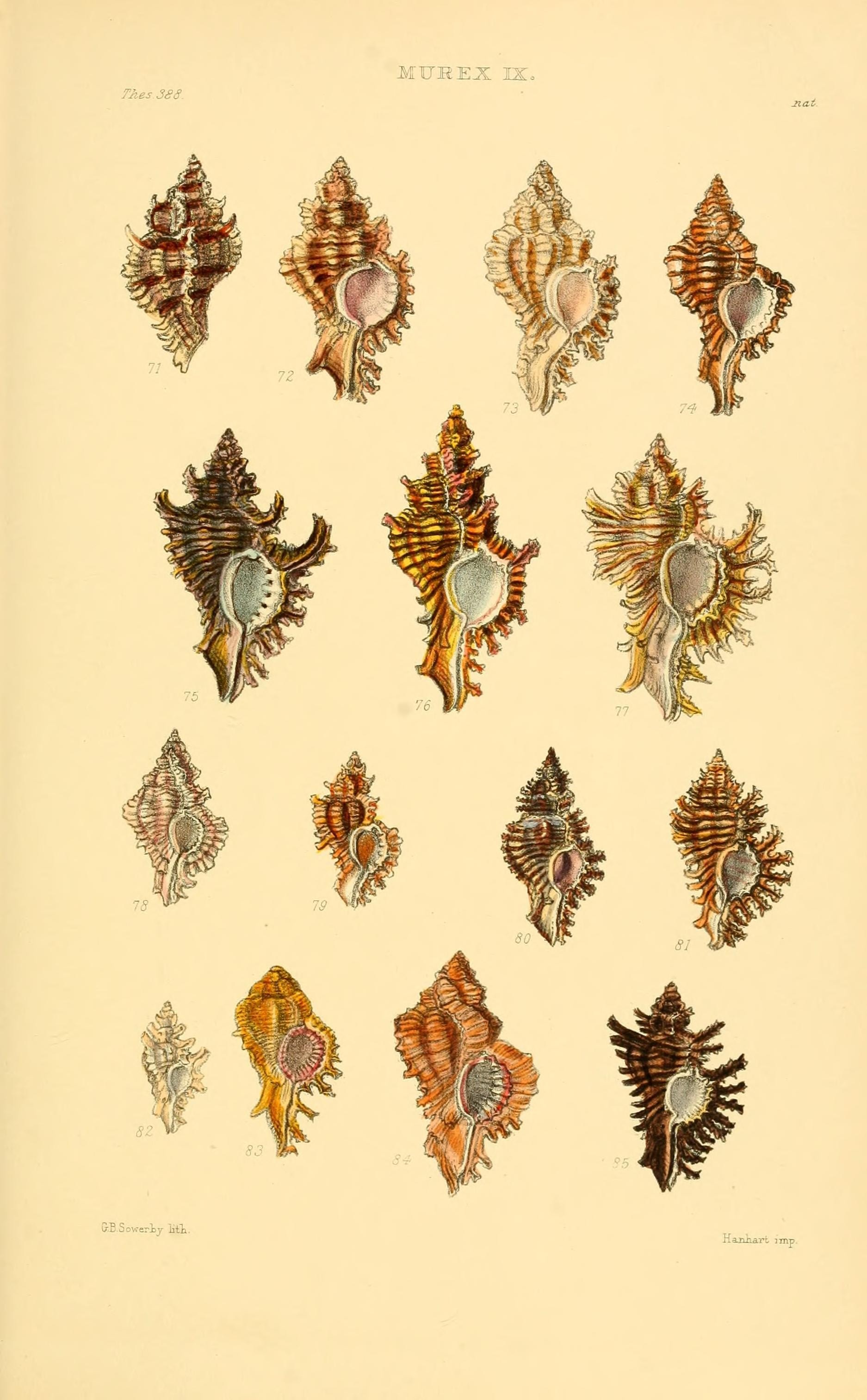 Thesaurus conchyliorum, or, Monographs of genera of shells (8293793659)