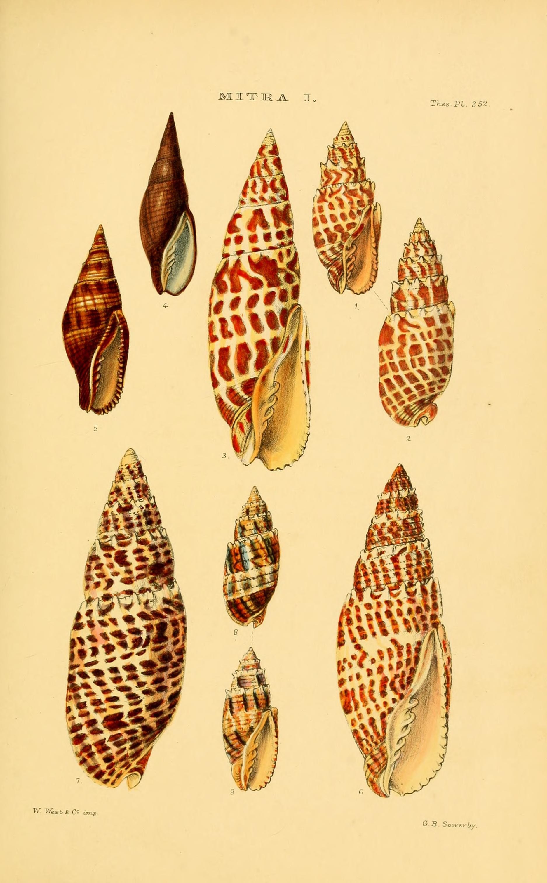 Thesaurus conchyliorum, or, Monographs of genera of shells (8294830676)