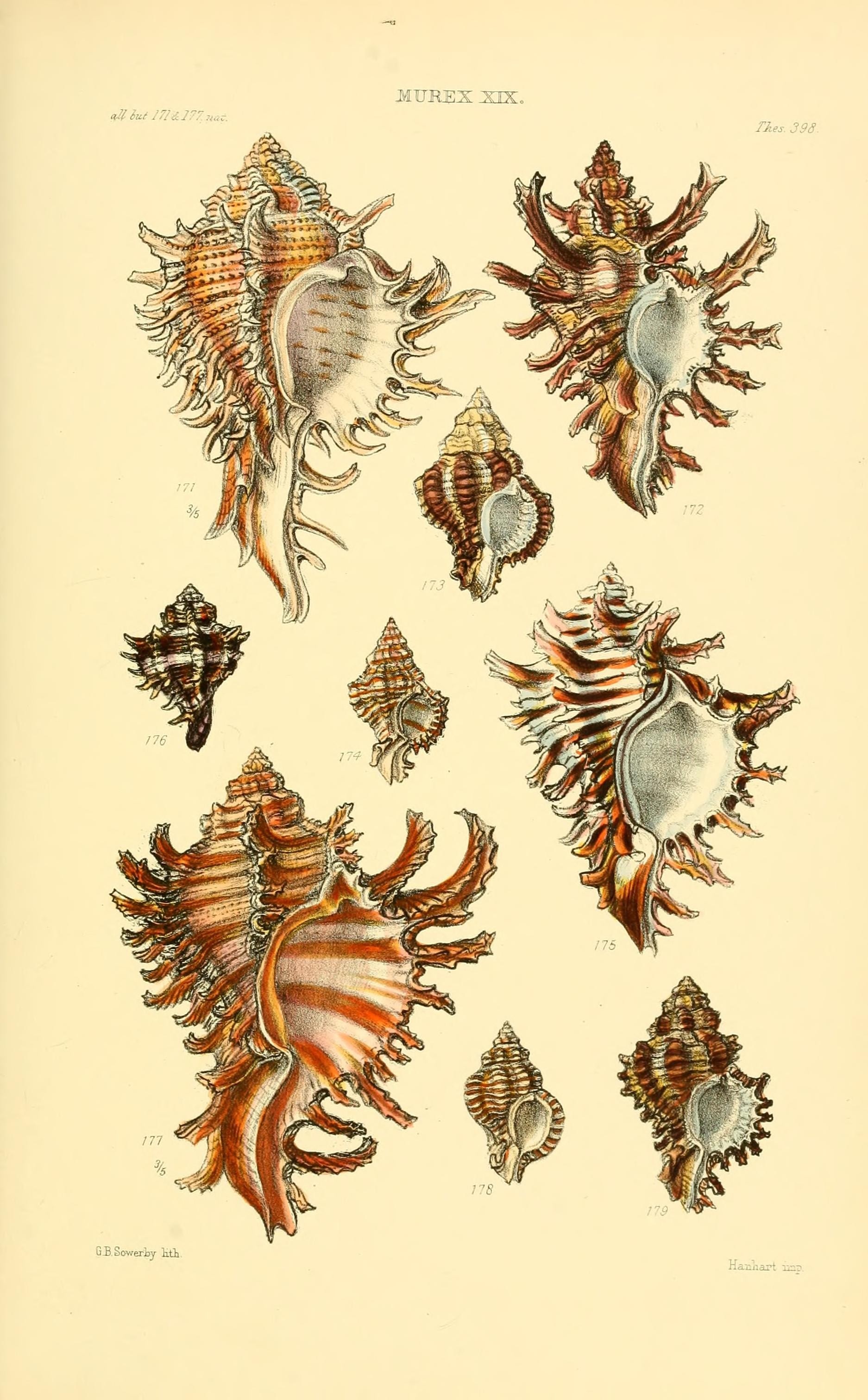 Thesaurus conchyliorum, or, Monographs of genera of shells (8294855268)