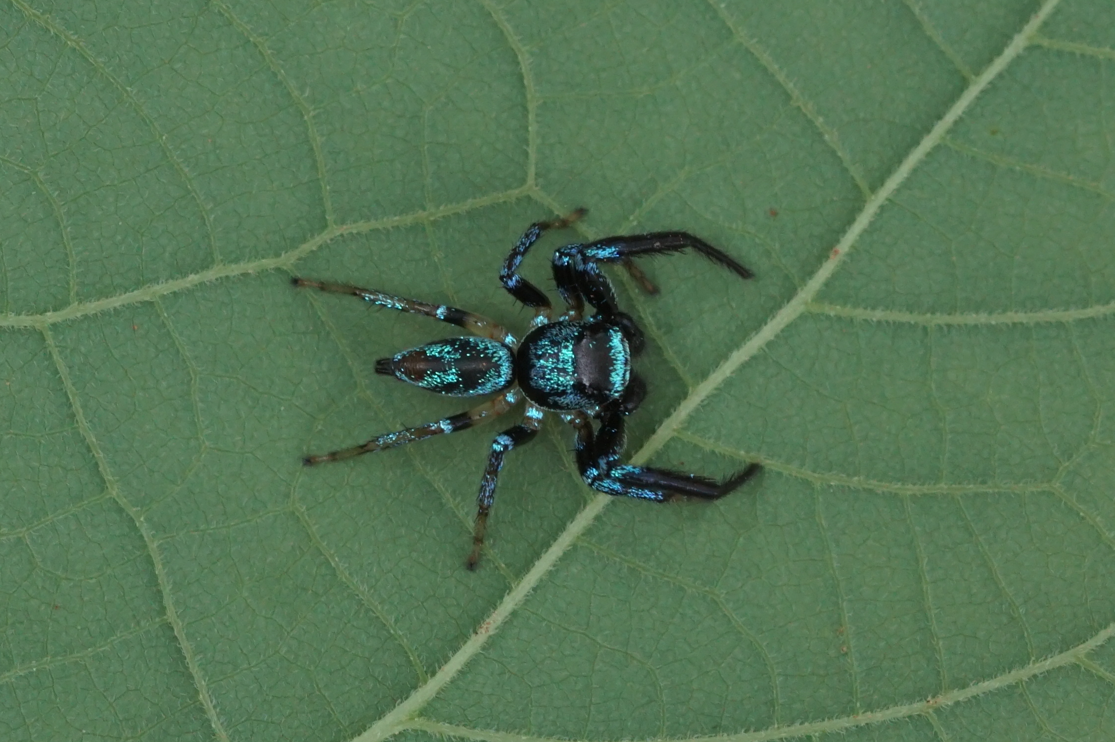 Thiania bhamoensis 01490